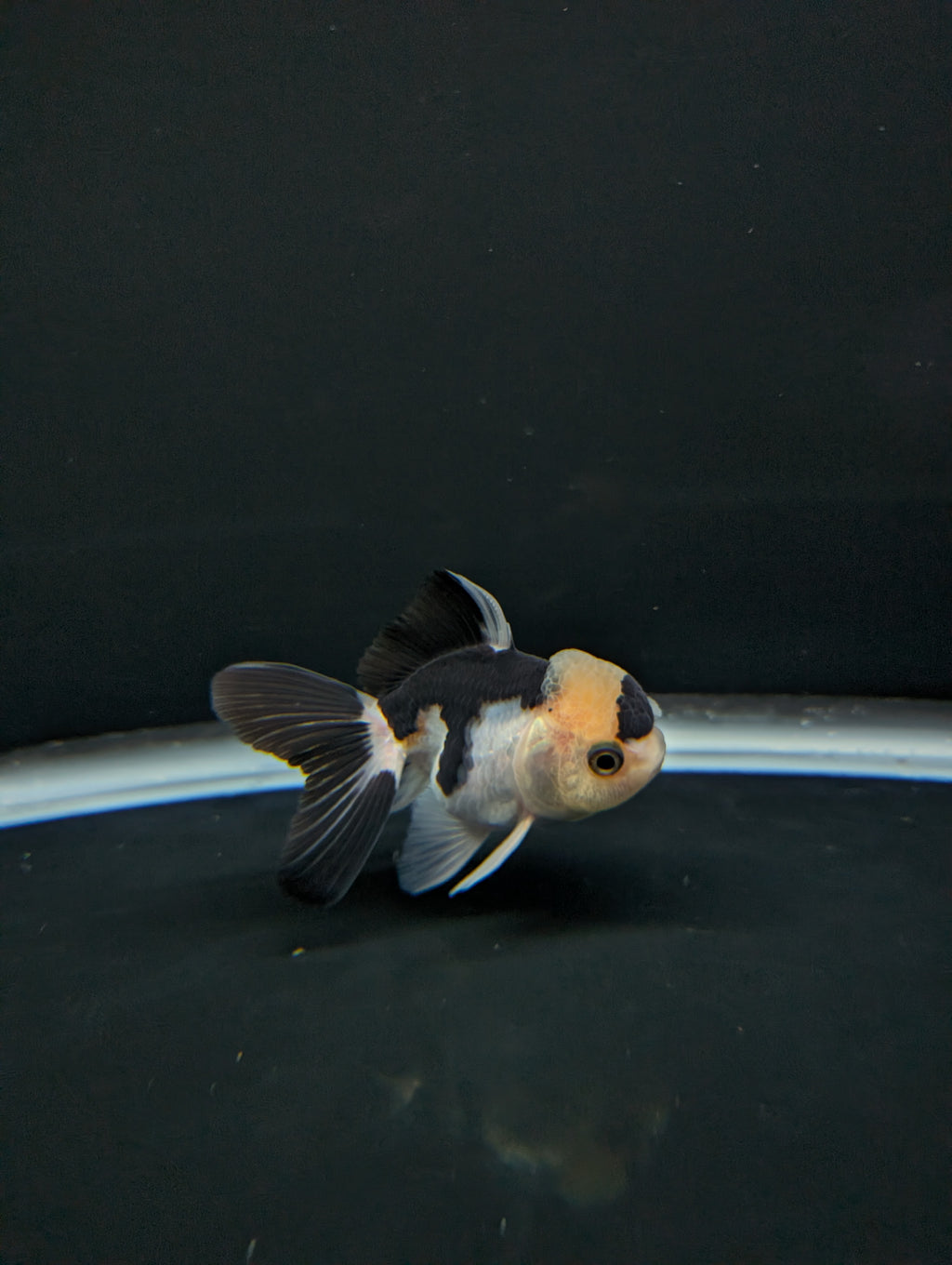 Juvenile Thai Oranda Panda 3"in.  ID#814T1A-008