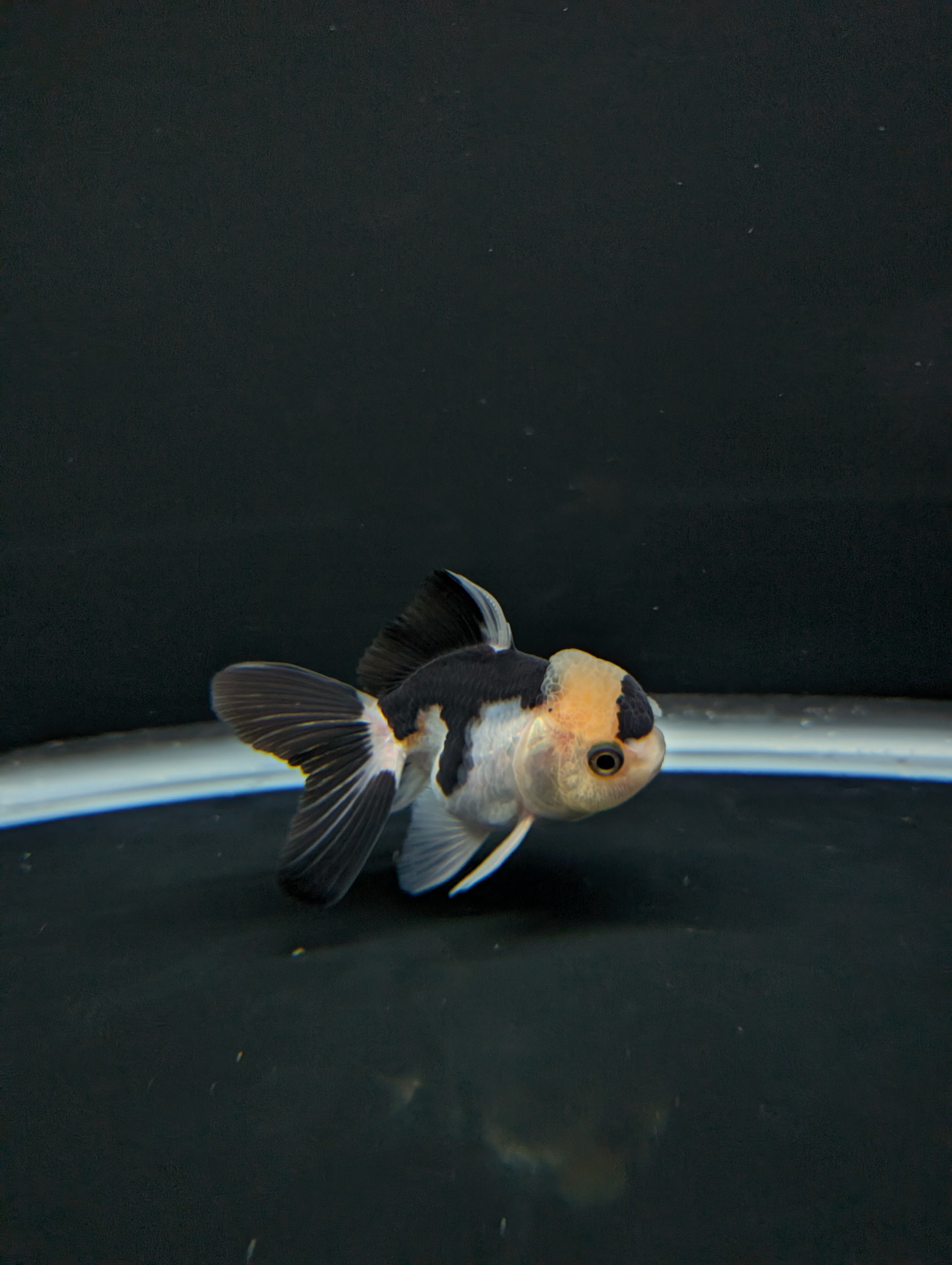 Juvenile Thai Oranda Panda 3"in.  ID#814T1A-008