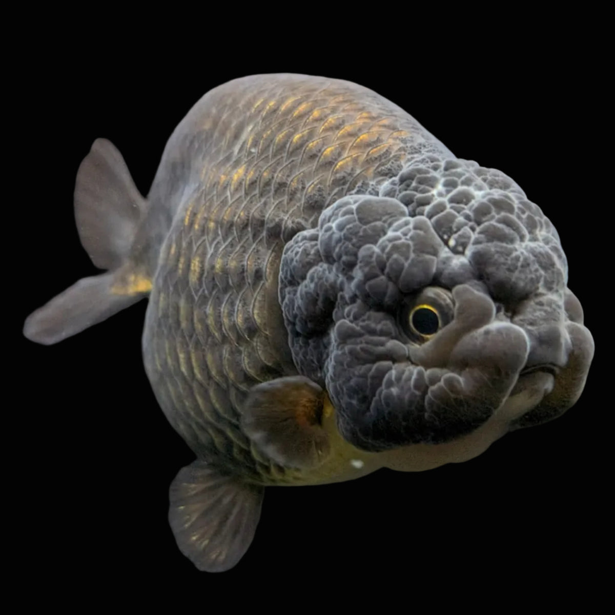 Jumbo Ranchu Black / Bronze 4"-4.5" in. ID#904R8A-006