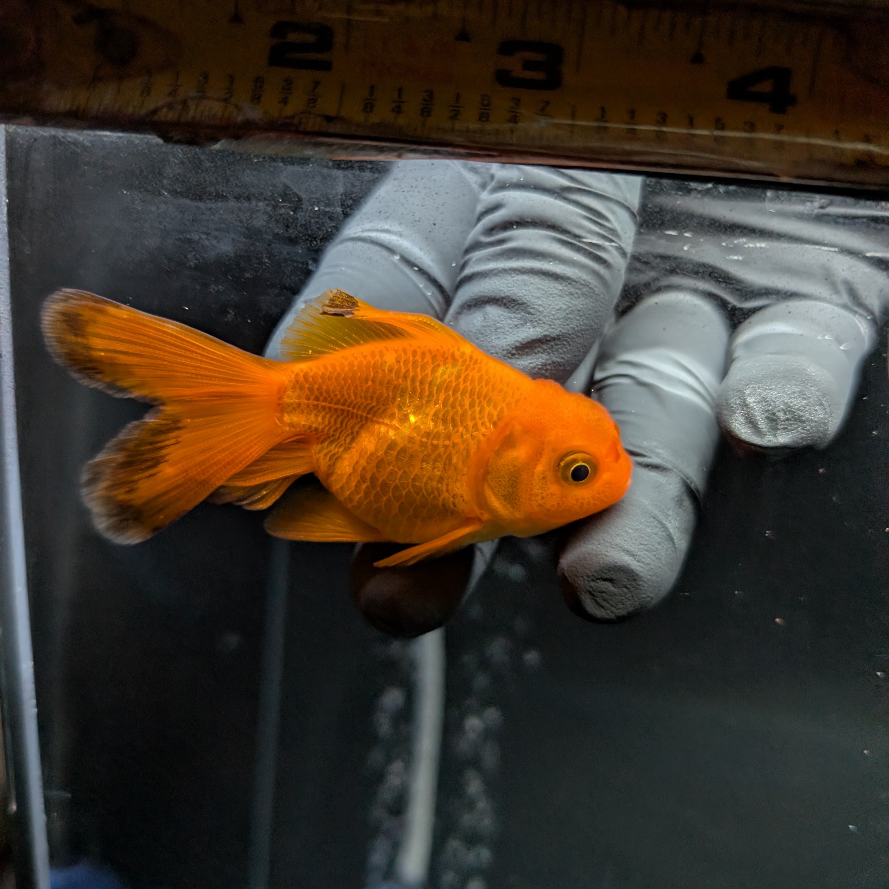Juvenile Oranda Red Black 3"-3.5"in.  ID#522T1A-005