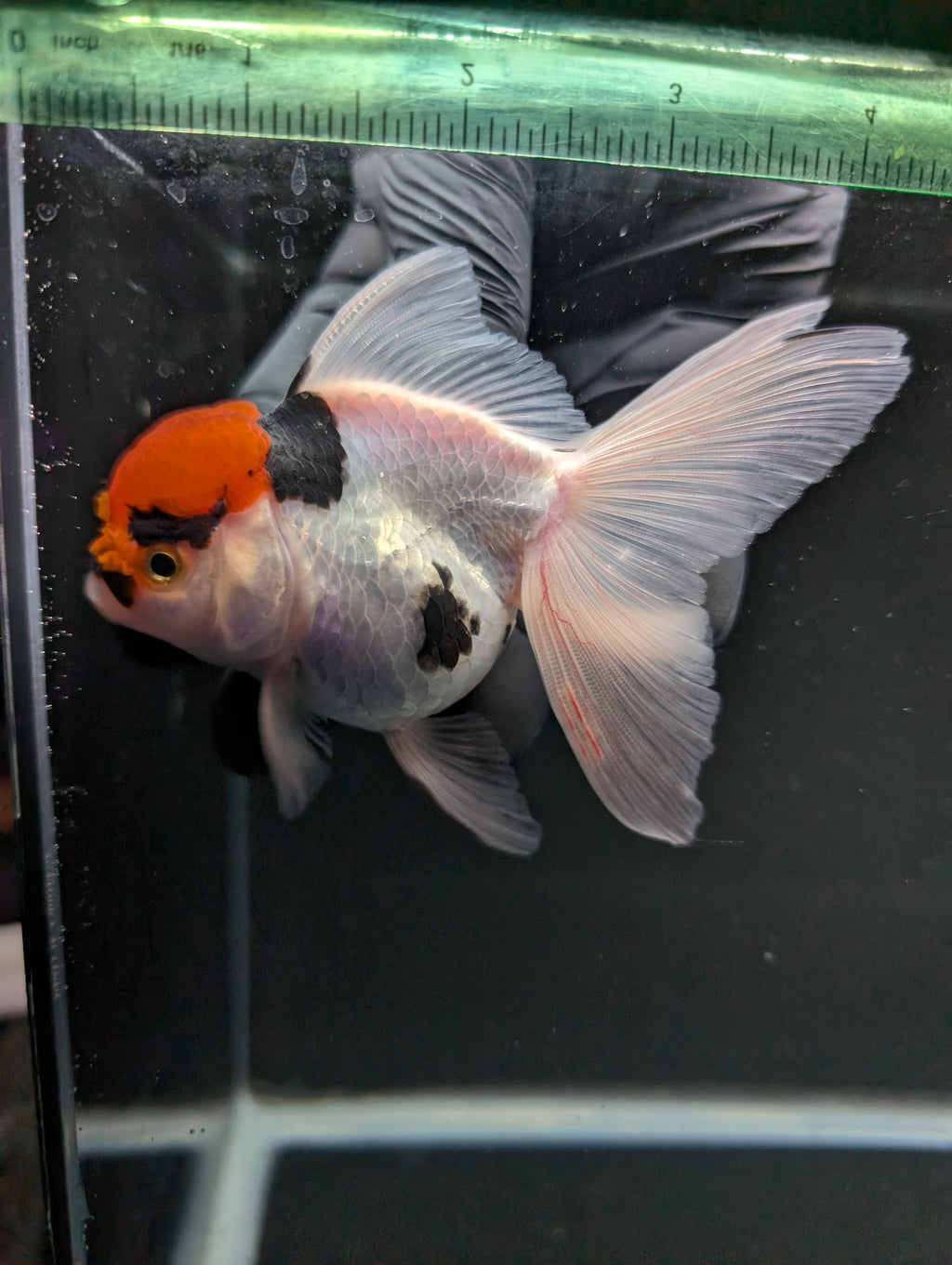 Thai Oranda Tricolor 4"-4.5"in.  ID#1016T1A-006