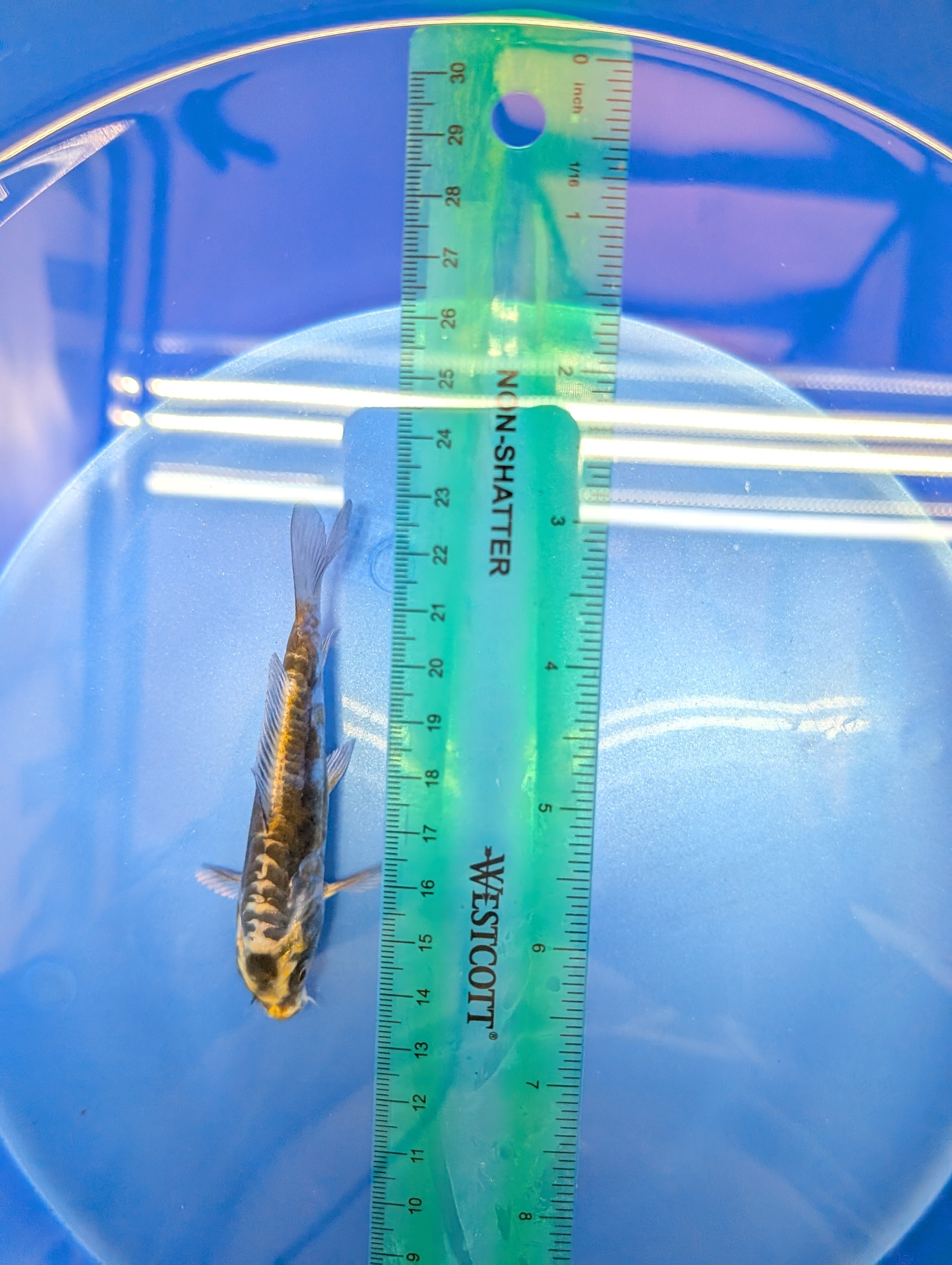 Kin Kikokuryu Koi  4"in. ID#806BFK-025