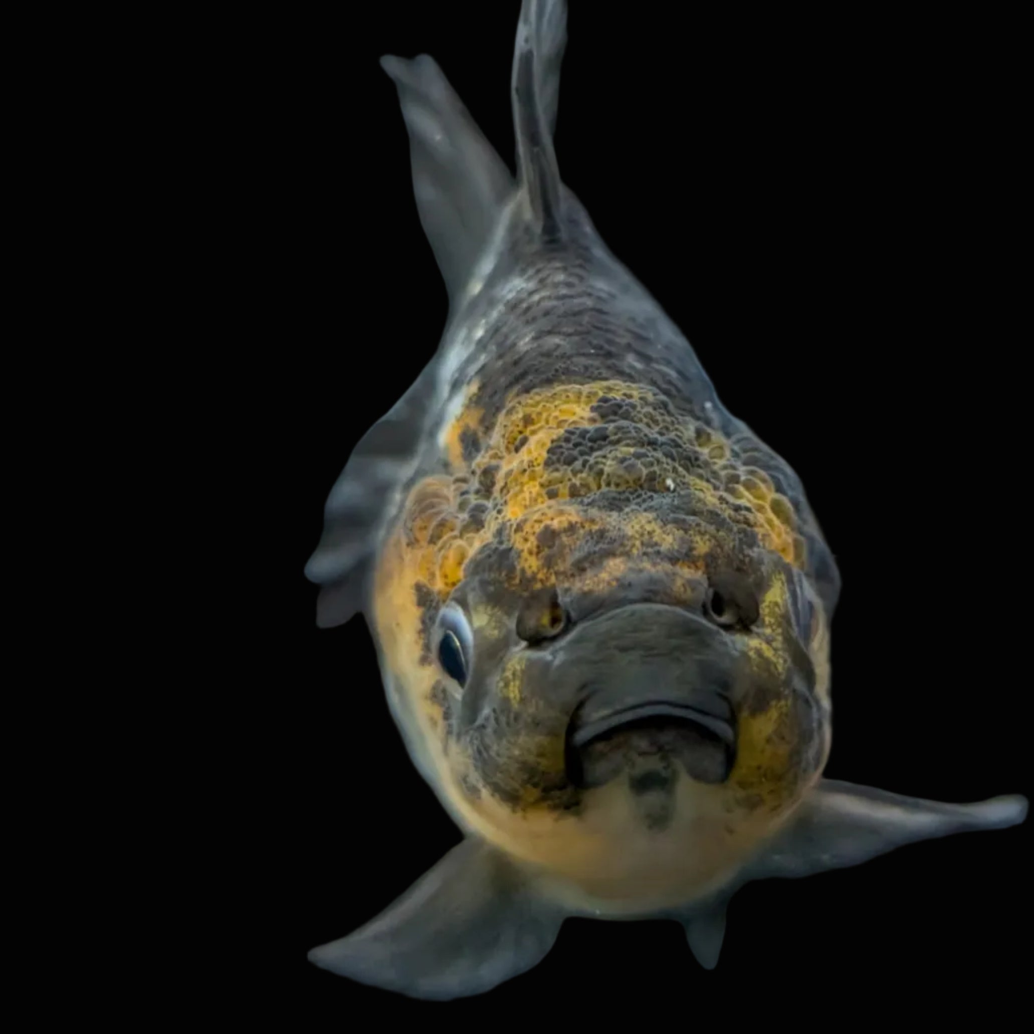 Thai Oranda Shogun Tiger Calico 4" in. ID#626SG7A-003
