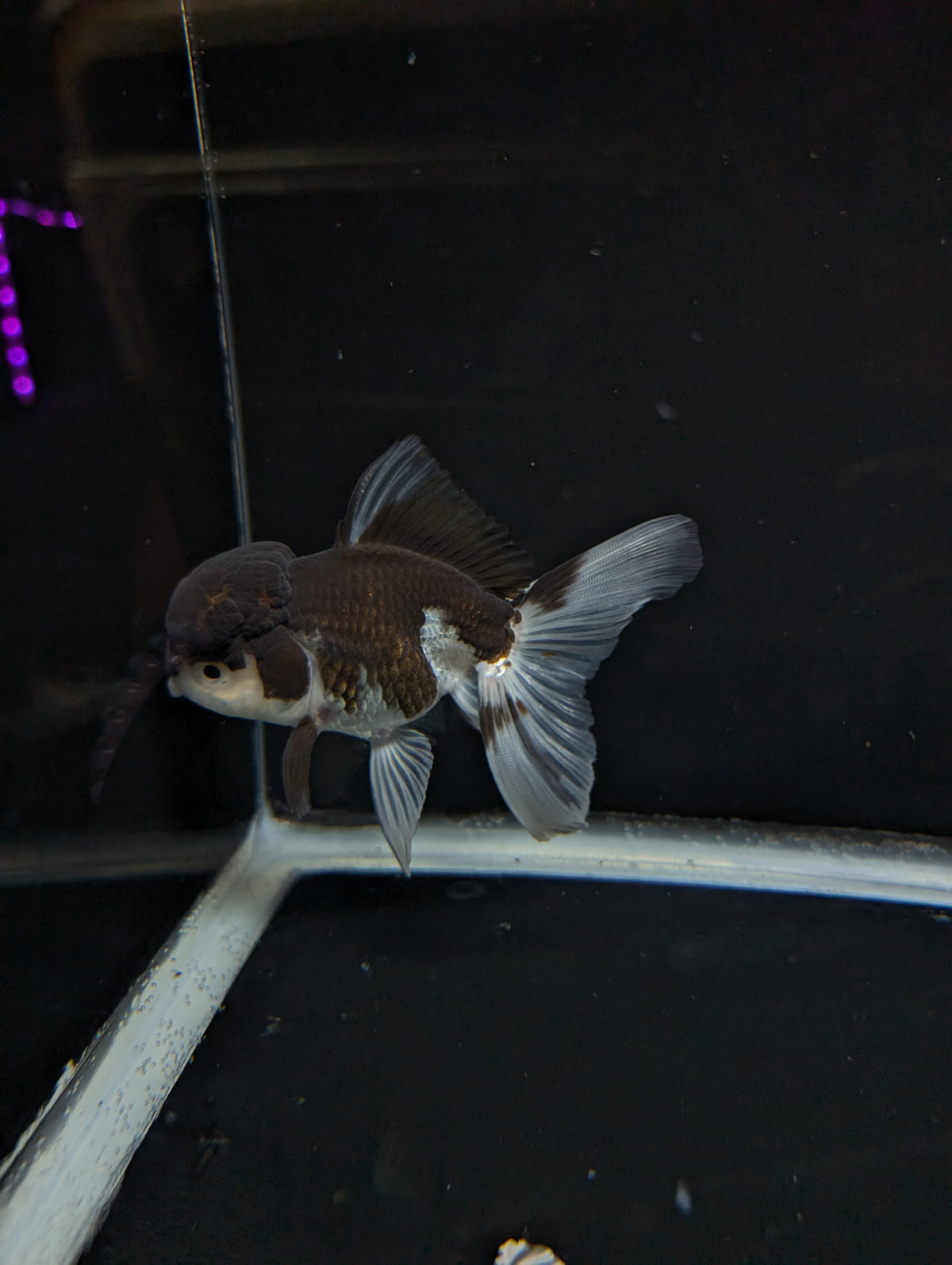 Thai Oranda Panda 4"-4.5"in.  ID#1023T1A-024
