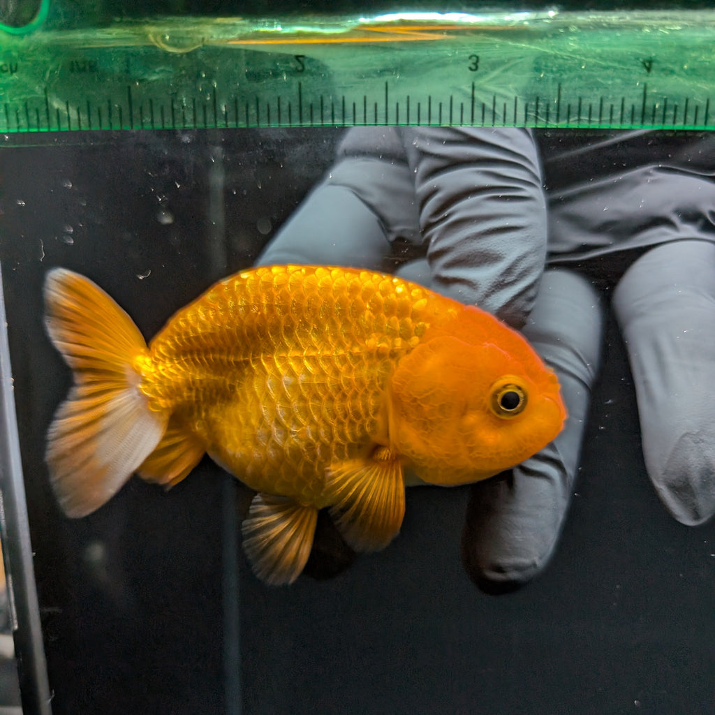 Ranchu Red White 3.5"-4"in. ID#821R4A-051