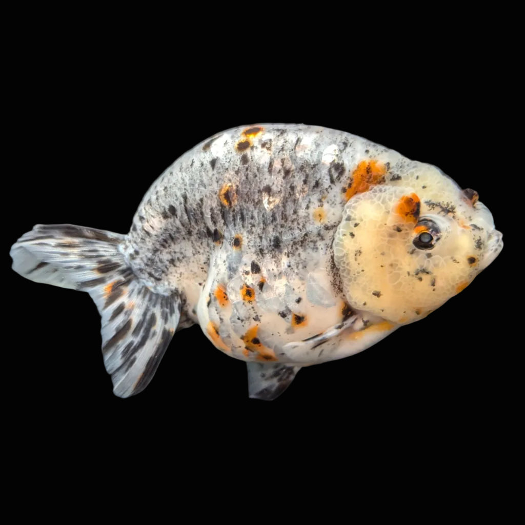 Jumbo Ranchu Kirin Calico 4.5"-5" in. ID#814R8A-025 Please See Notes.