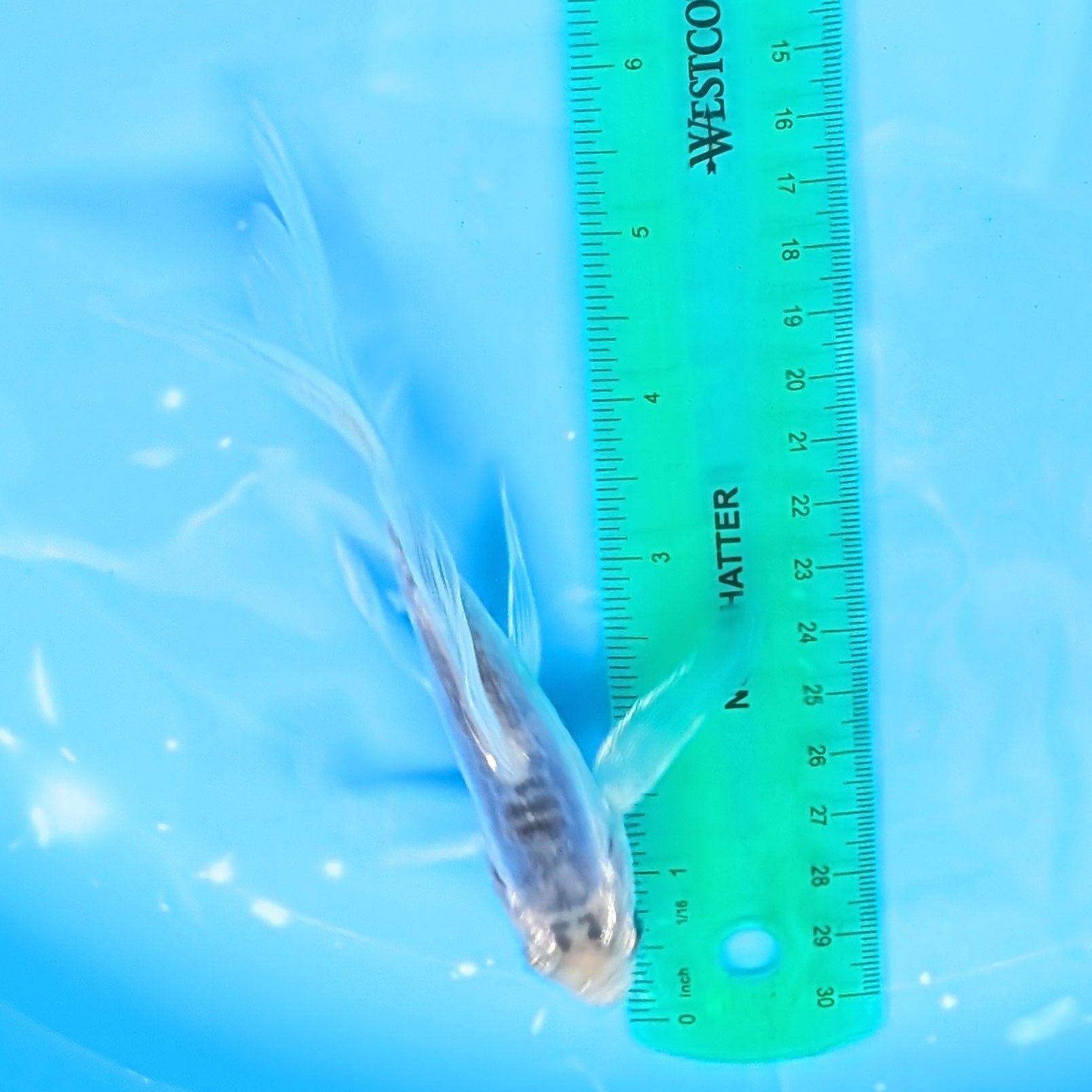 Blue Shusui Butterfly Koi  5"-6" in. ID#727BFK-005