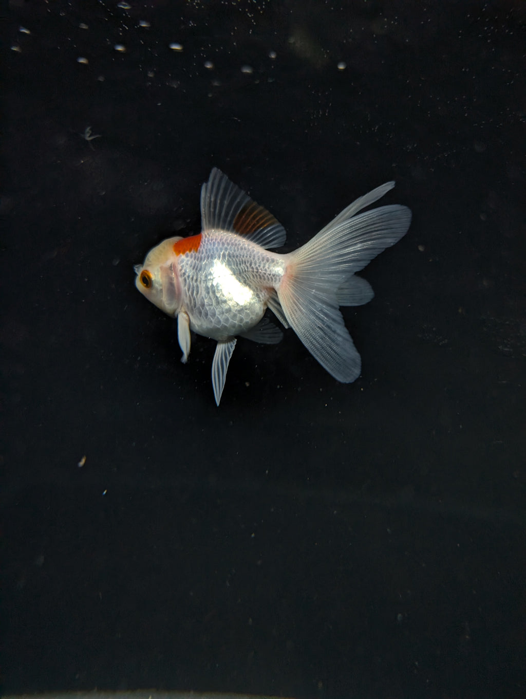 Juvenile Oranda  Red White 3"-3.5"in.  ID#619T1A-006