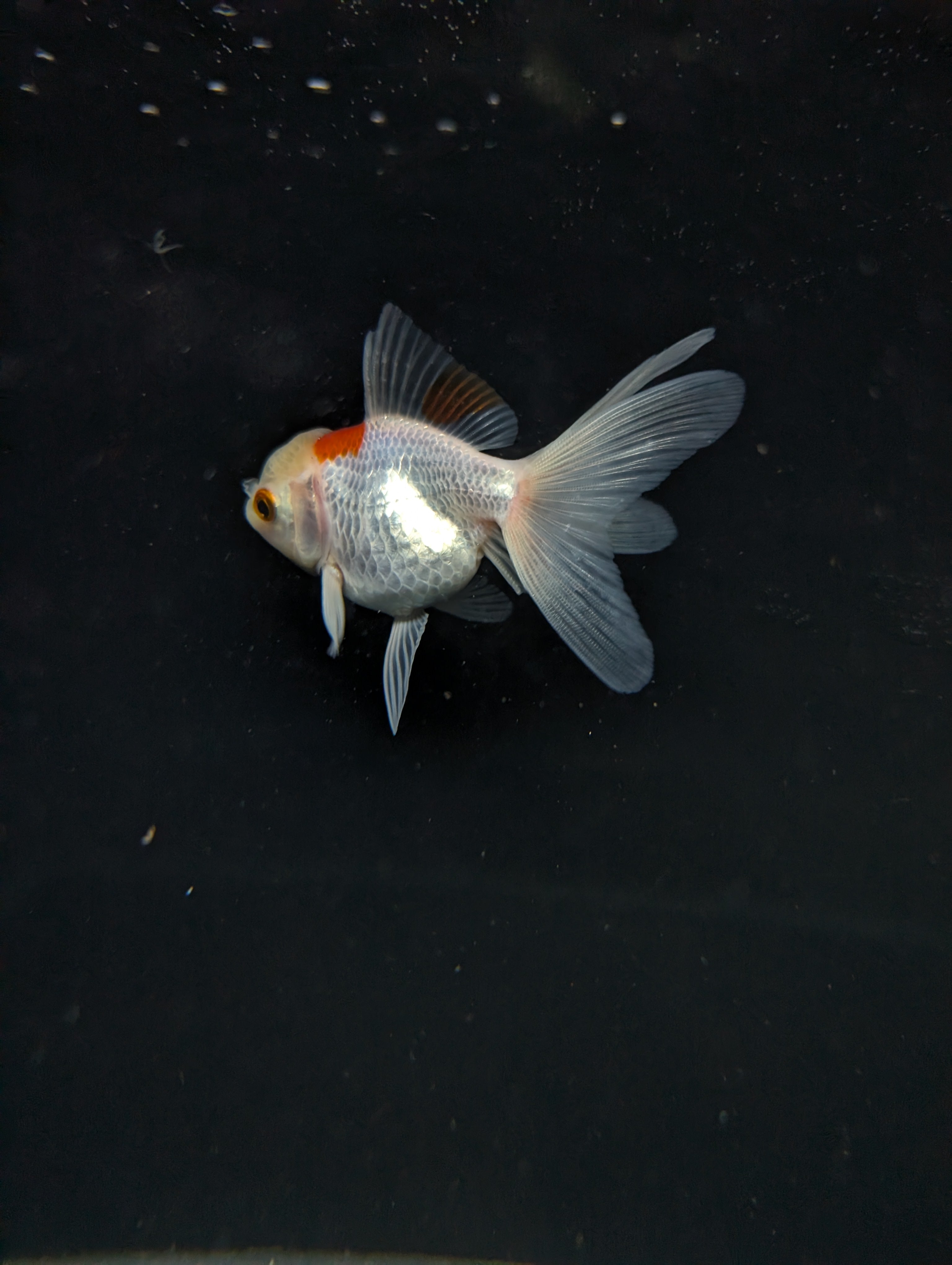 Juvenile Oranda  Red White 3"-3.5"in.  ID#619T1A-006