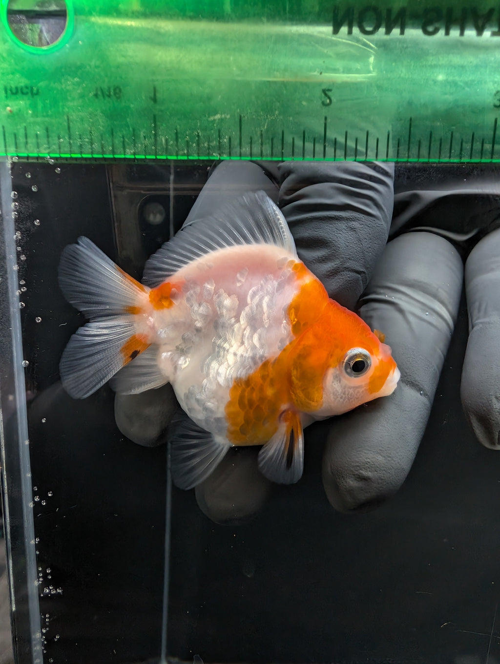 Baby Thai Shogun Oranda Sakura 2"-2.5" in. ID#1023BSG11A-022