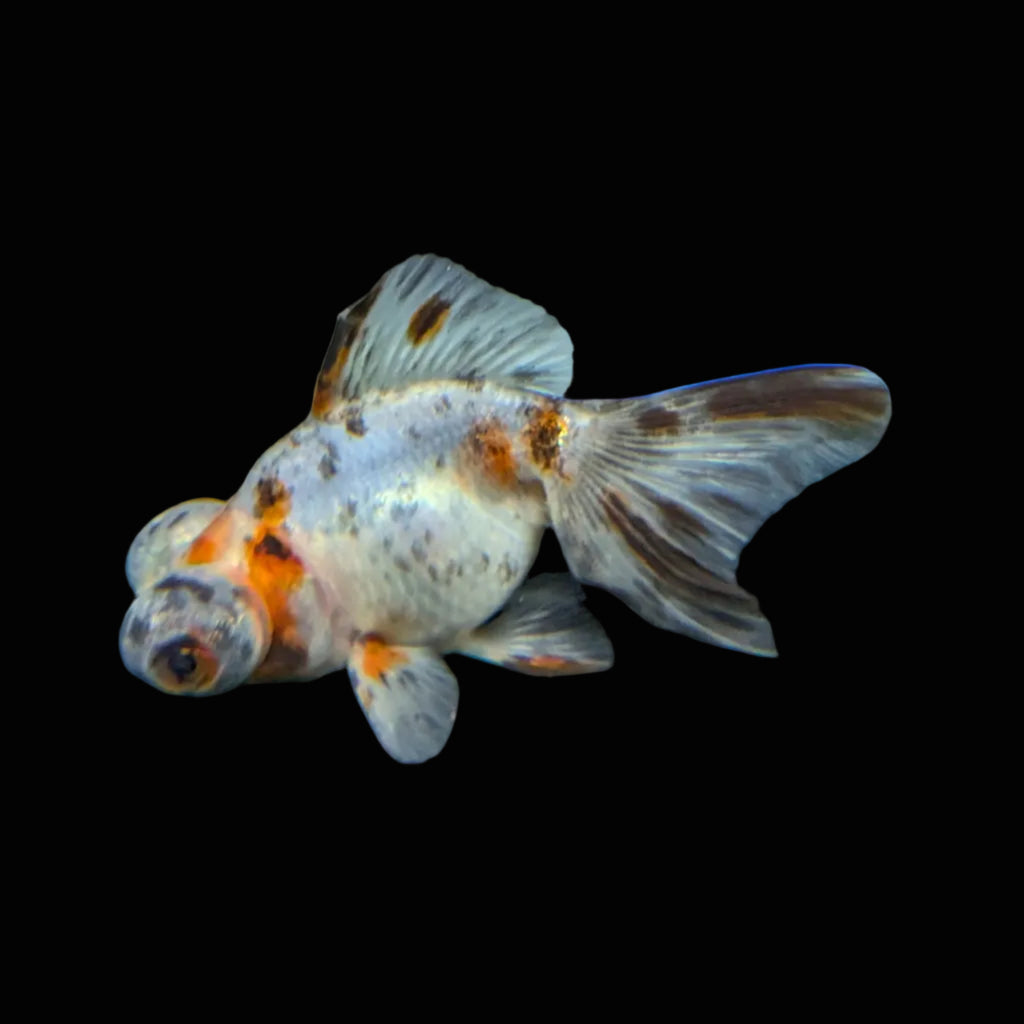 Telescope Butterfly Calico 3.5"-4" in. ID#508B4A-003