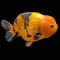 Jumbo Ranchu Calico 4.5"-5" in. ID#821R8A-034