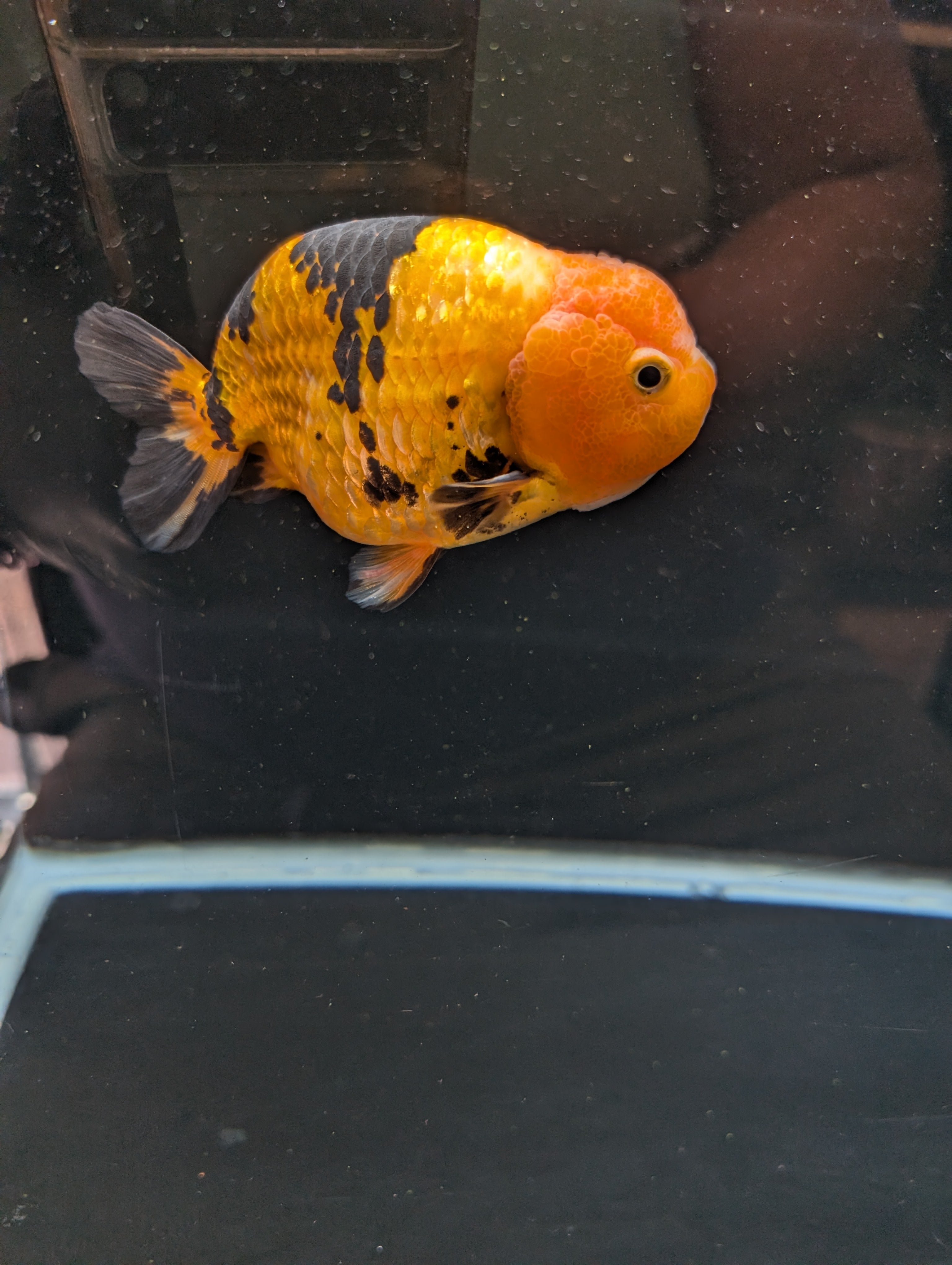 Jumbo Ranchu Calico 4.5"-5" in. ID#821R8A-034