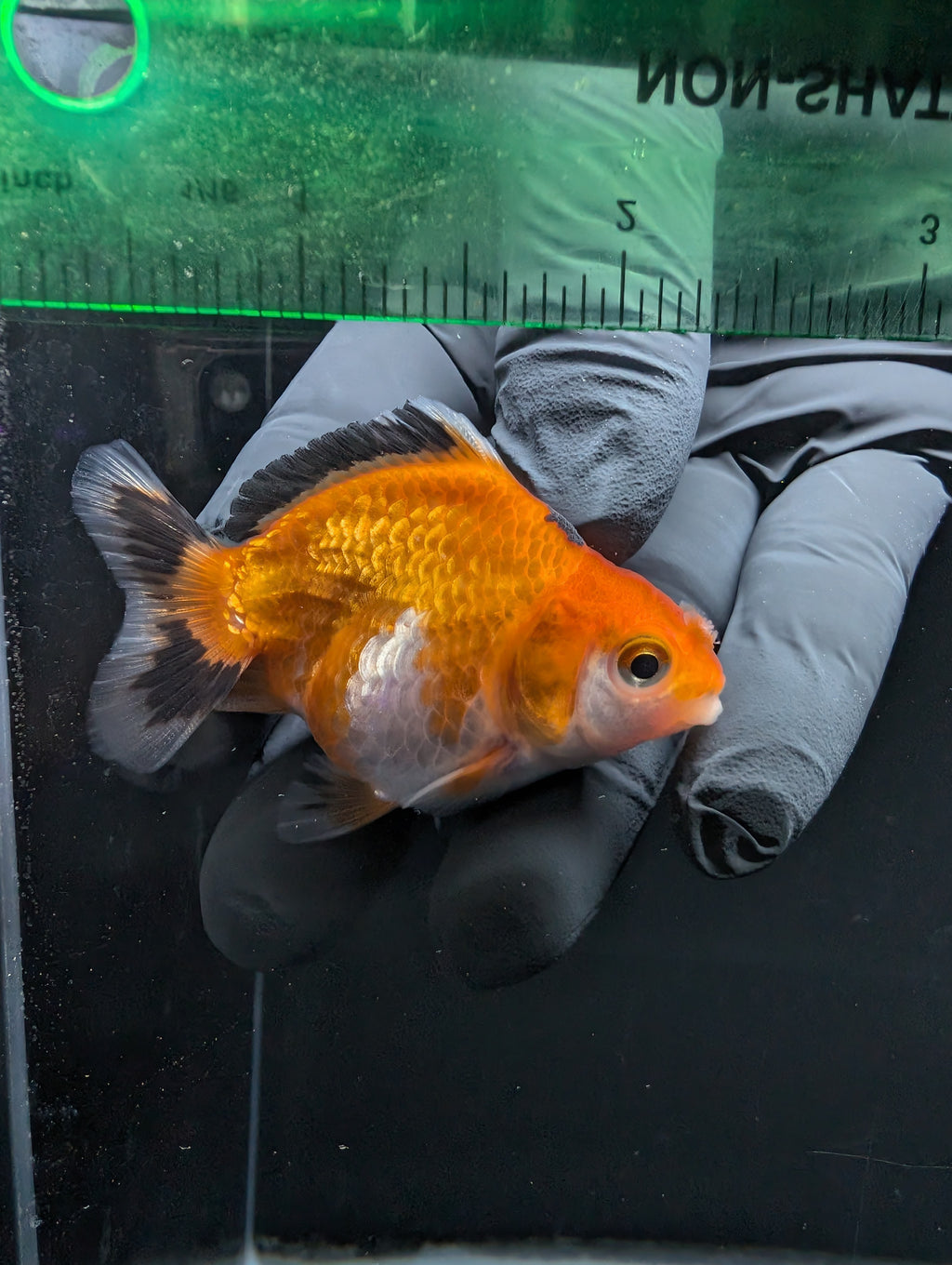 Baby Thai Shogun Oranda Tricolor 2"-2.5" in. ID#1016BSG11A-002