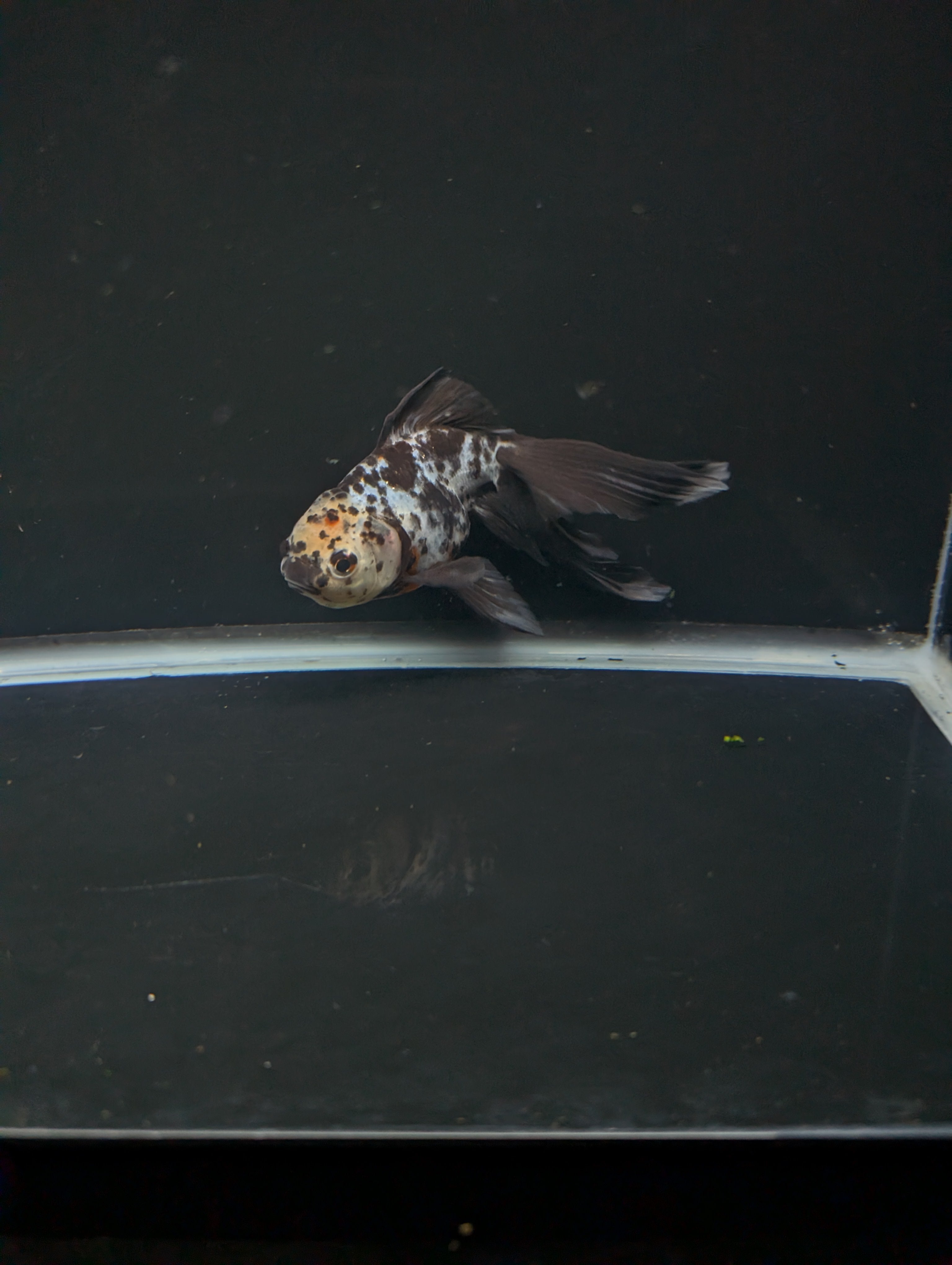 Calico Oranda 5"in. ID#821LB2A-62