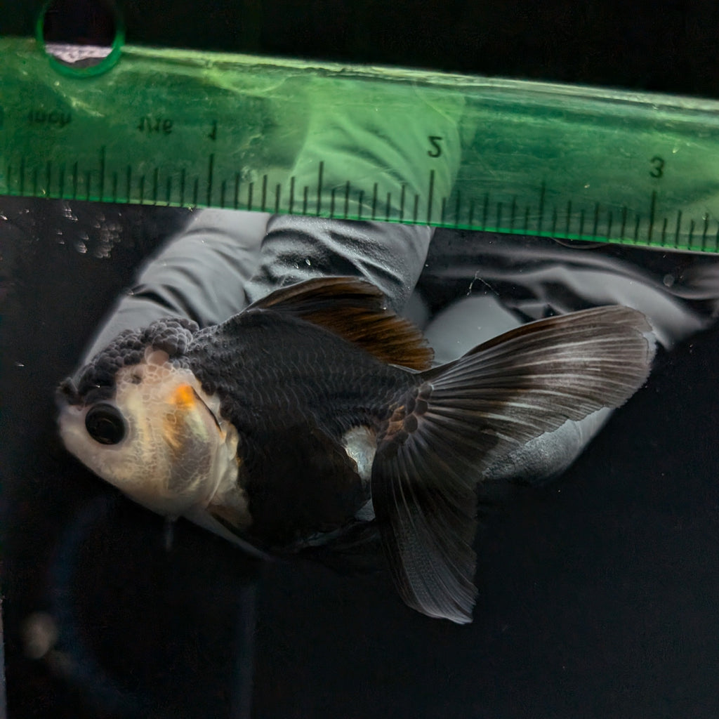 Thai Baby Oranda Panda 3"in.  ID#807T1A-003