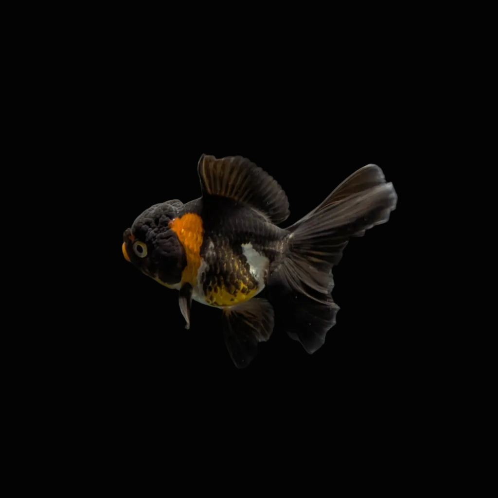 Juvenile Oranda Tricolor 3.5"-4" in.  ID#320T13b-013