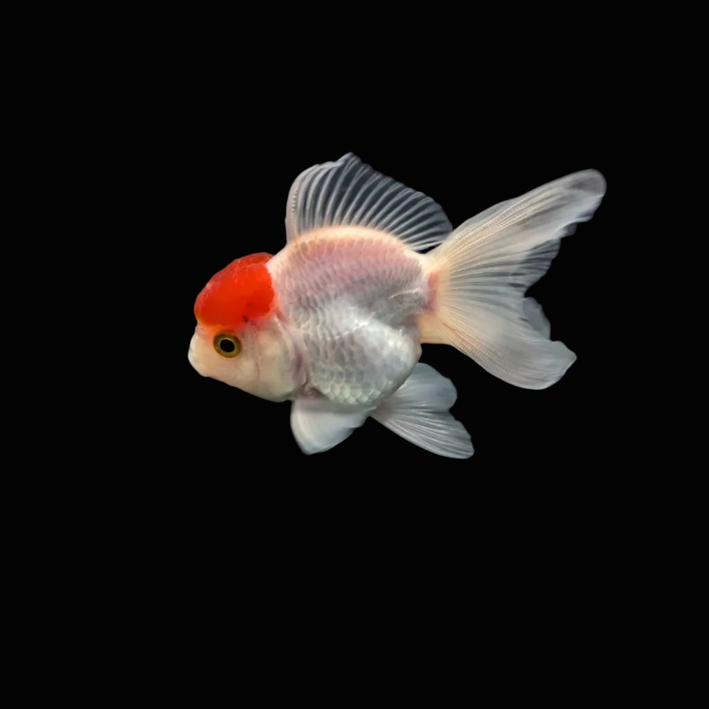 Juvenile Oranda Red Cap 3.5"-4" in.  ID#327T13b-034