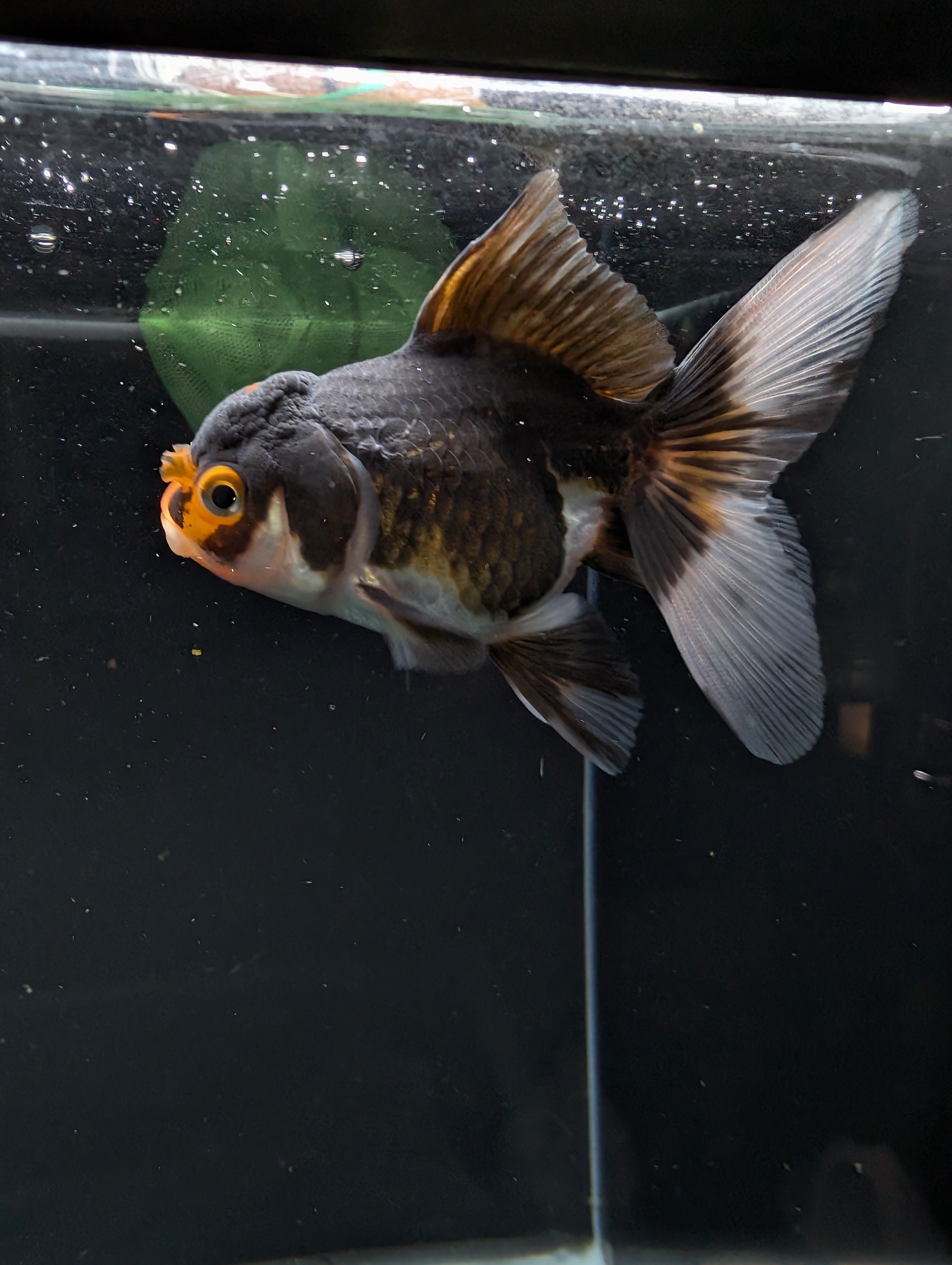 Thai Juvenile Oranda Tricolor 3"-3.5" in.  ID#626T1A-001