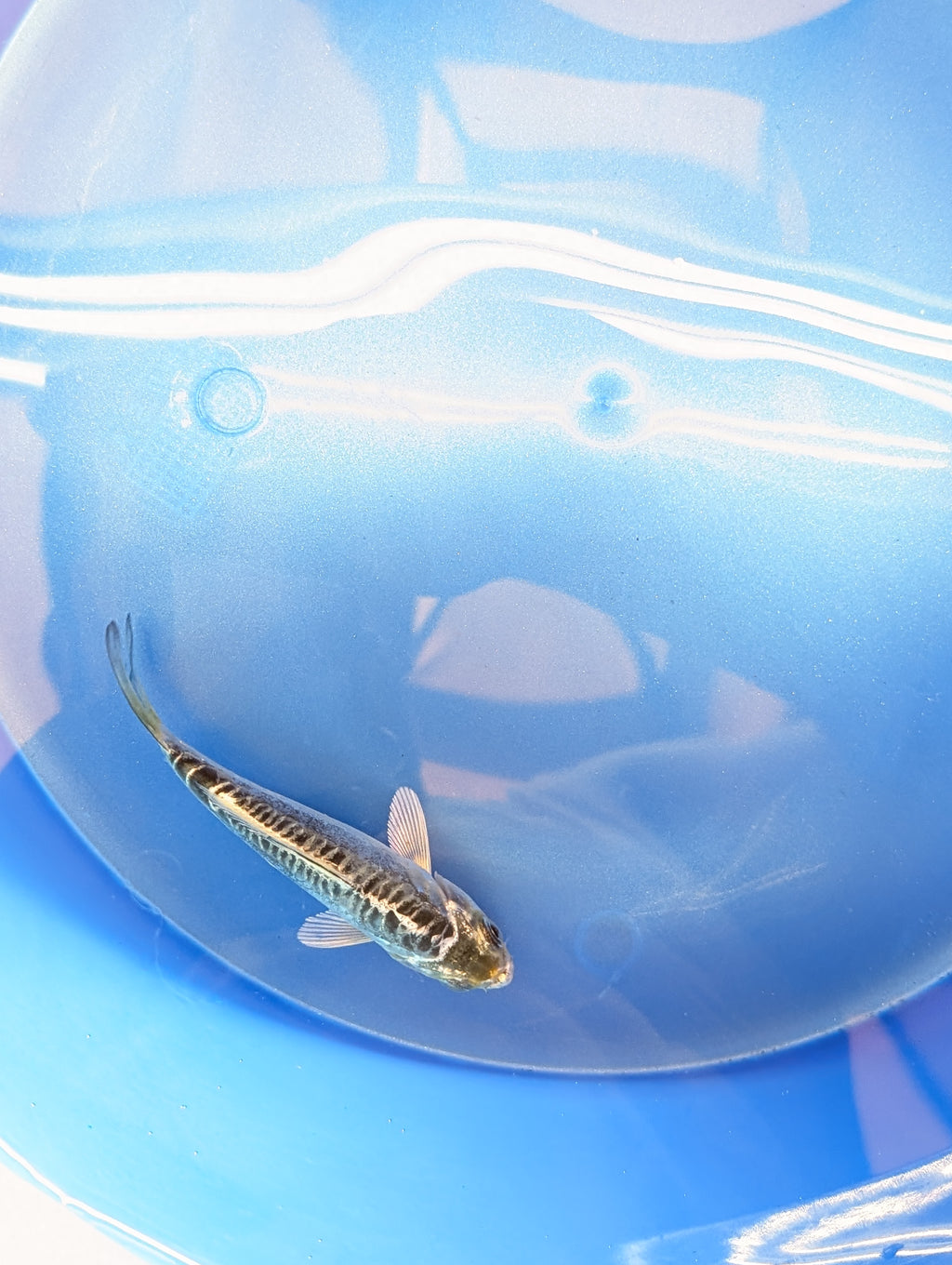 Doitsu Kikokuryu Koi  4"in. ID#806BFK-012
