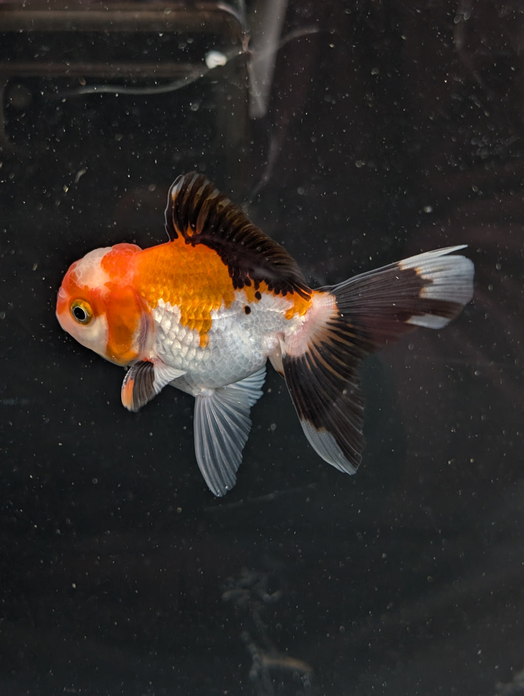 Juvenile Oranda Tricolor 3.5"-4" in.  ID#410T8A-018