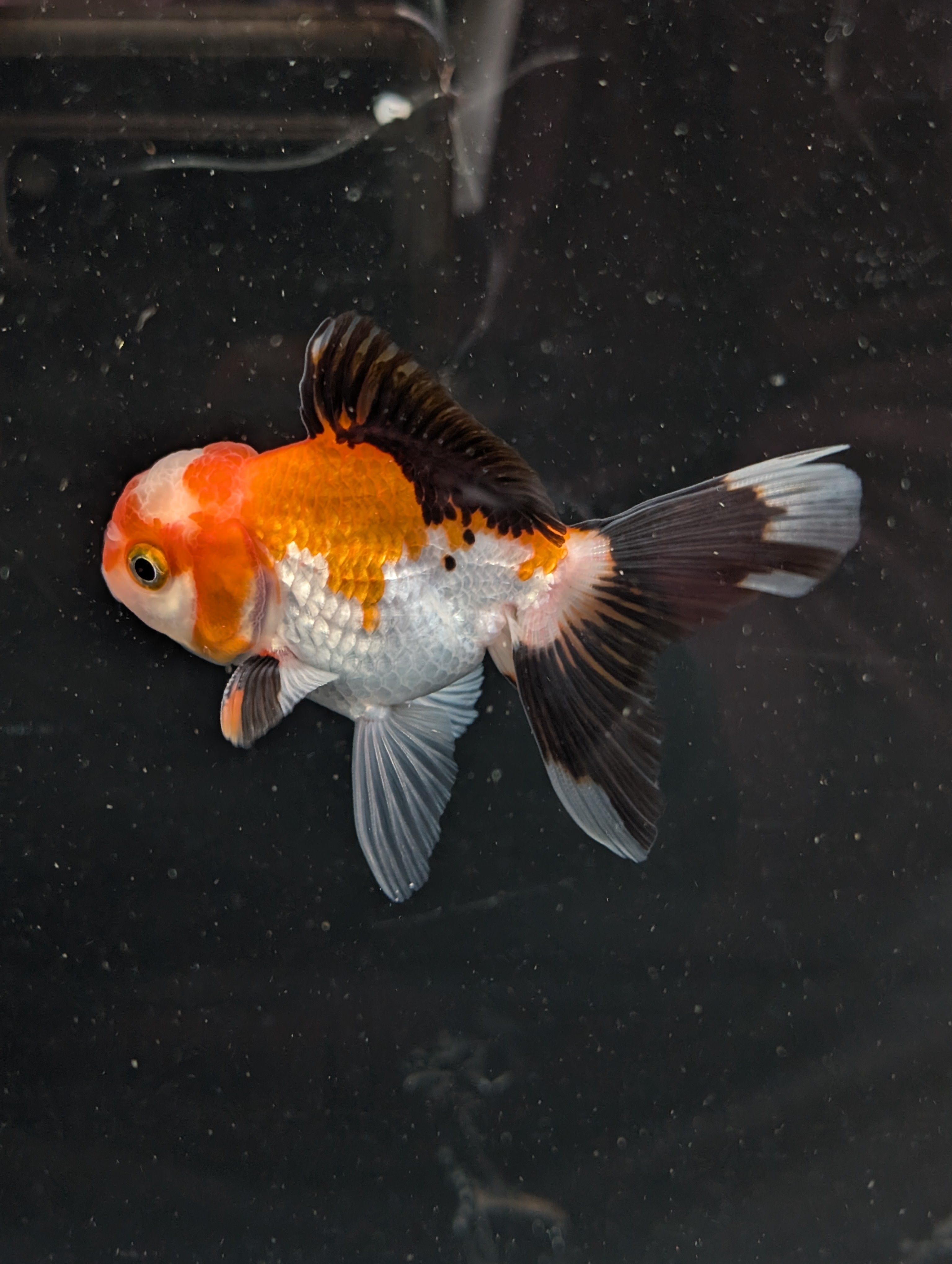 Juvenile Oranda Tricolor 3.5"-4" in.  ID#410T8A-018