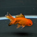 Juvenile Oranda Red Black 3"-3.5"in.  ID#522T1A-004 Please See Notes.