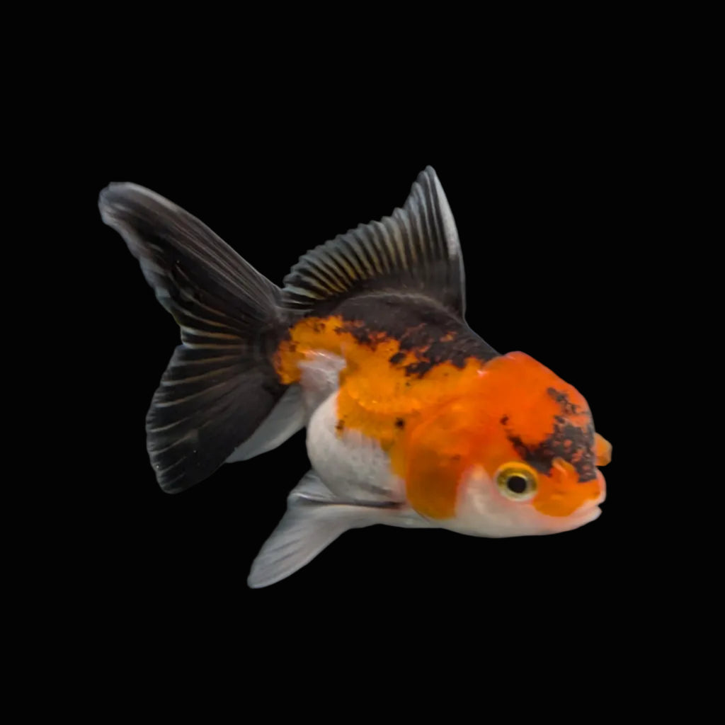 Juvenile Oranda Tricolor 3.5"-4" in.  ID#320T13b-009
