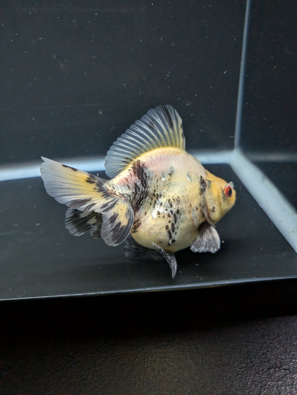 Jumbo Ryukin Short Tail White Tiger Calico 4"-4.5" in. ID#5015B-012