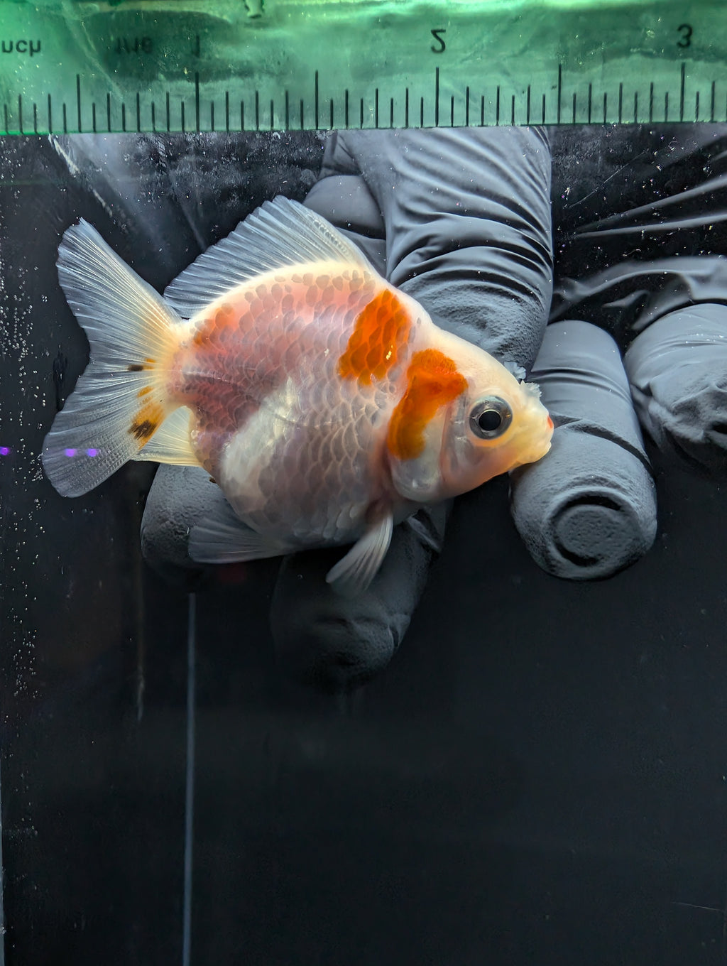 Baby Thai Shogun Oranda Red White 2"-2.5" in. ID#1016BSG11A-004
