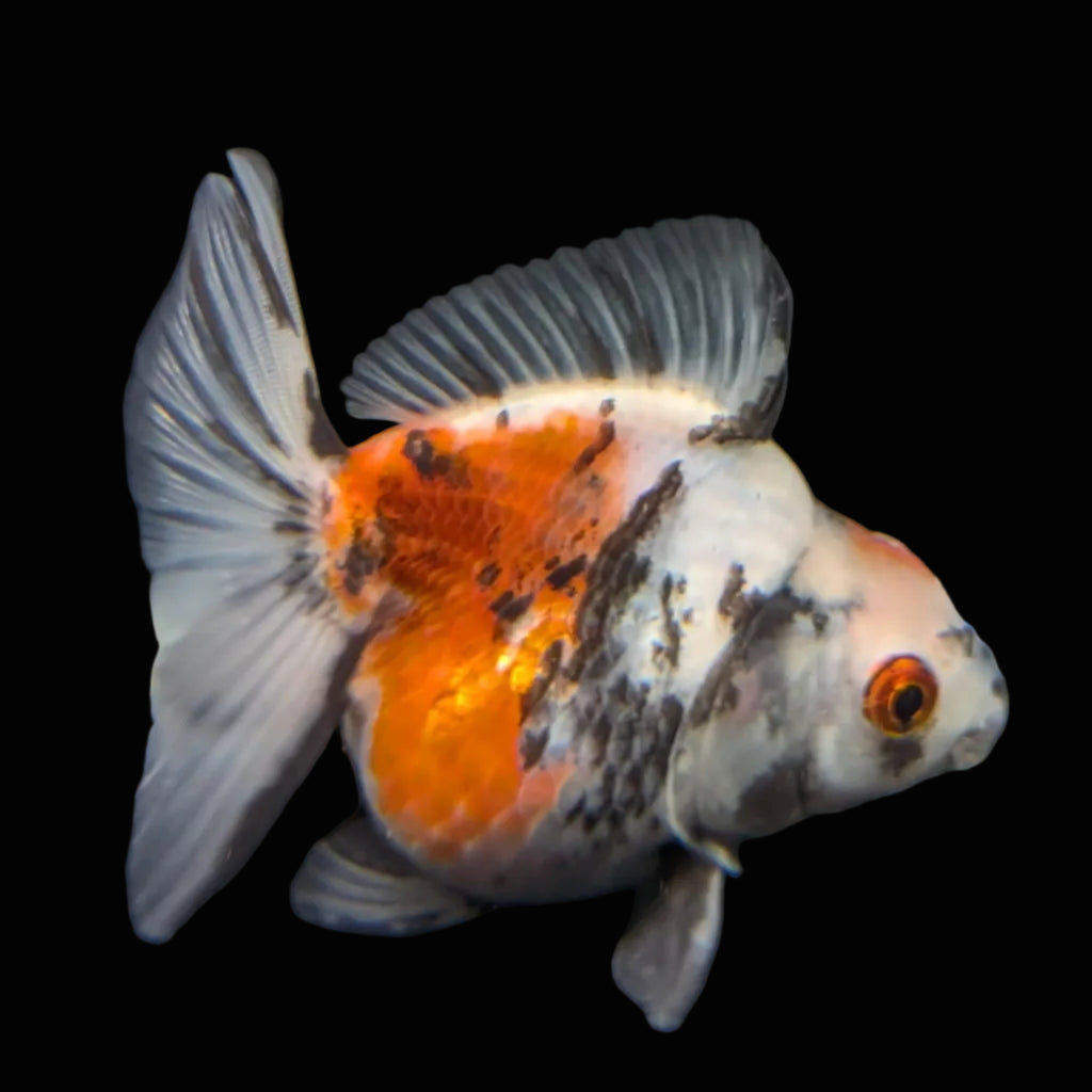 Jumbo Ryukin Short Tail Kirin Calico 4"-4.5" in. ID#4245B-002