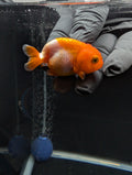 Baby Ranchu Red White 2.5"-3" in. ID#612R4A-082