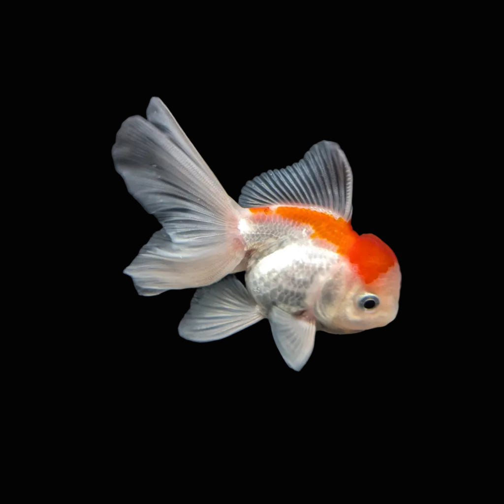 Juvenile Oranda Tricolor 3.5"-4" in.  ID#417T7A-001