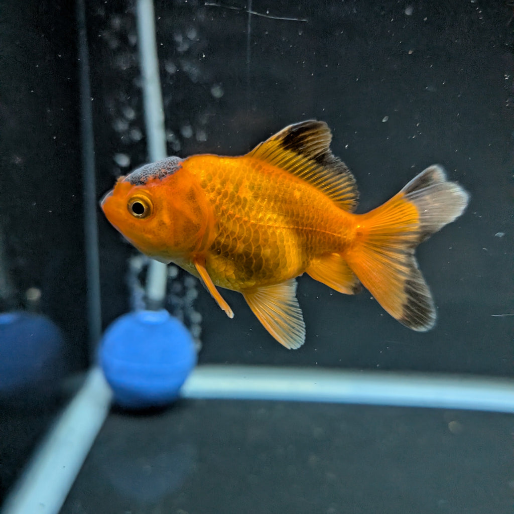 Juvenile Oranda Red Black 3"-3.5"in.  ID#522T1A-002