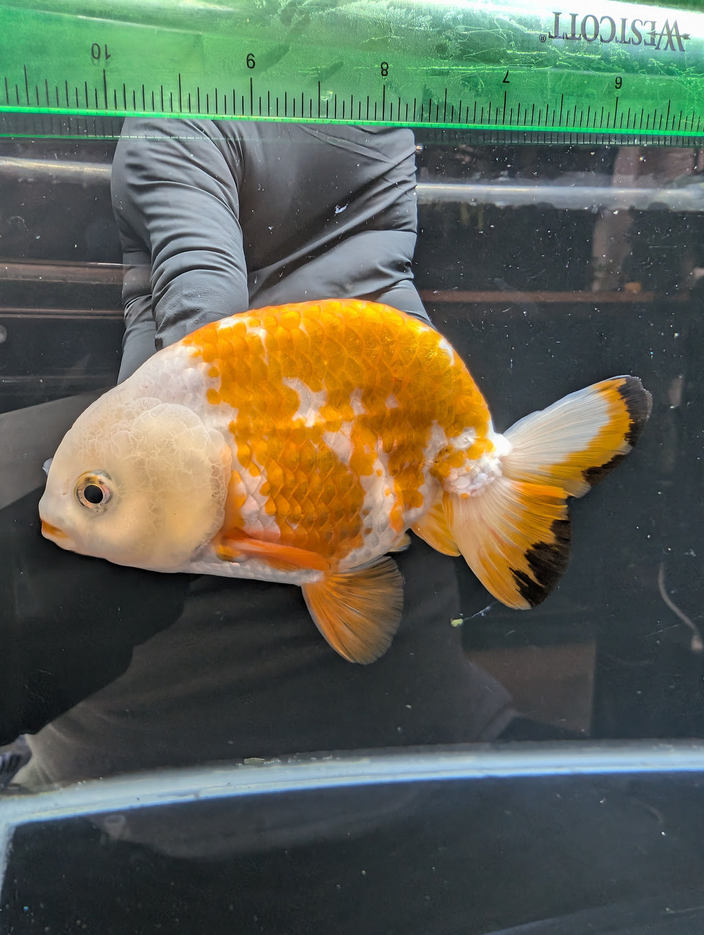 Thai Jumbo Ranchu  *Special Color Calico 4"-4.5" in. ID#807R9A-002 Please See Notes.