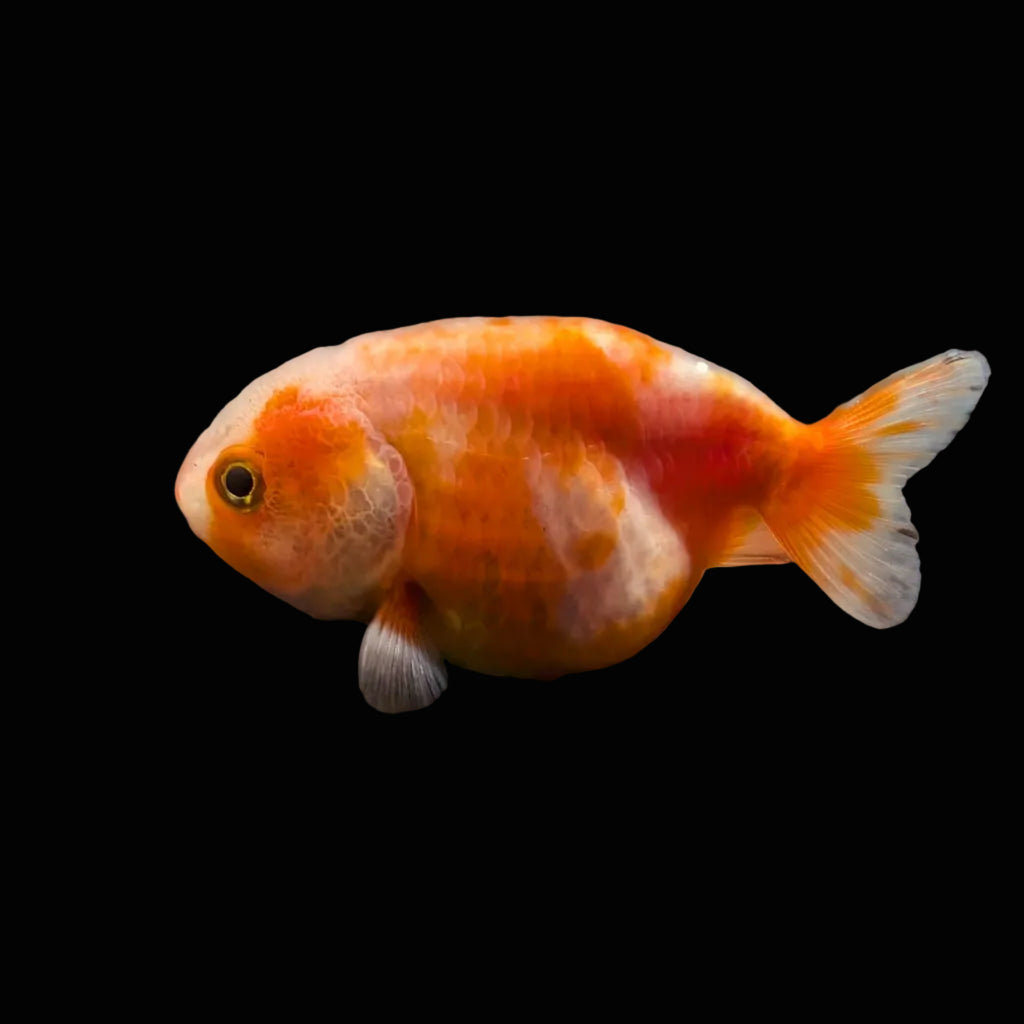 Ranchu Sakura 2.5"-3" in. ID#612R4A-091