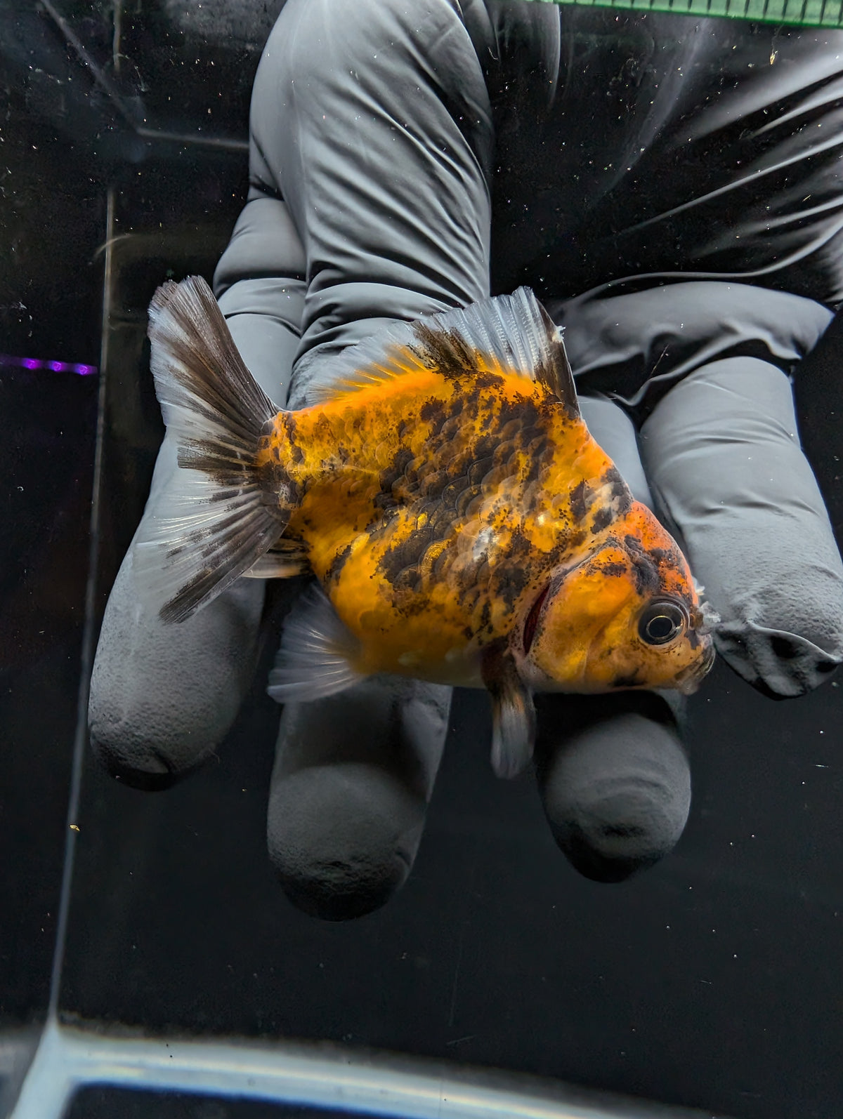 Baby Thai Shogun Oranda Tiger Calico 2"-2.5" in. ID#1016BSG11A-003