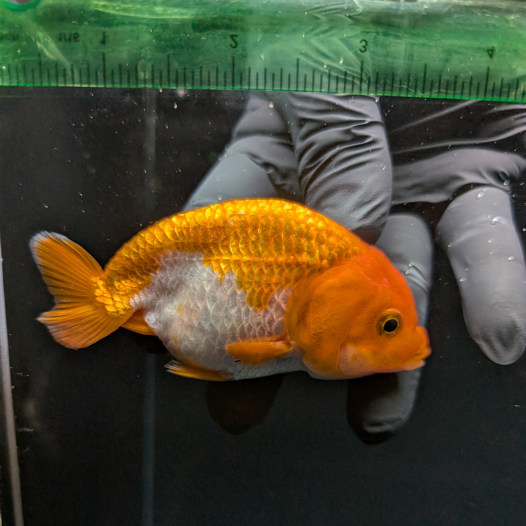 Ranchu Red White 3.5"-4"in. ID#821R4A-055