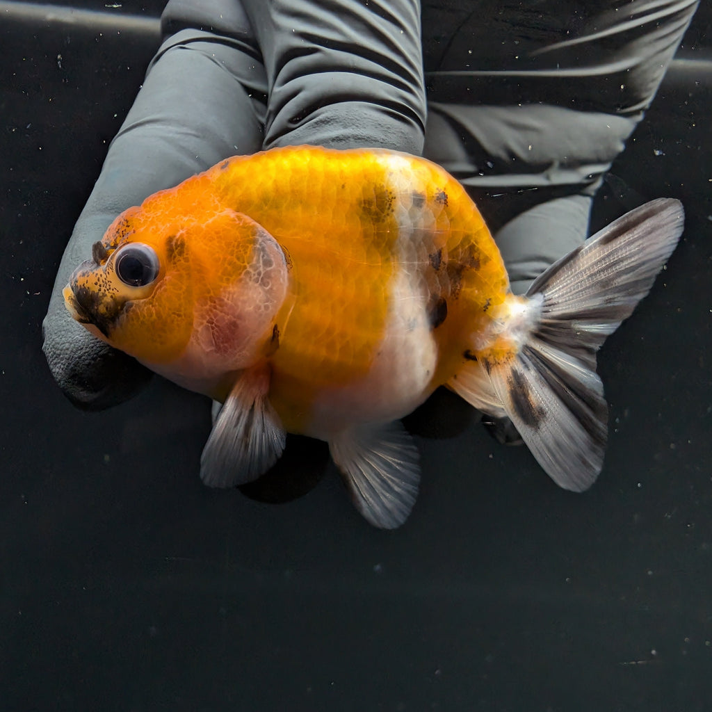 Ranchu Calico 2.5"-3" in. ID#717R4A-003