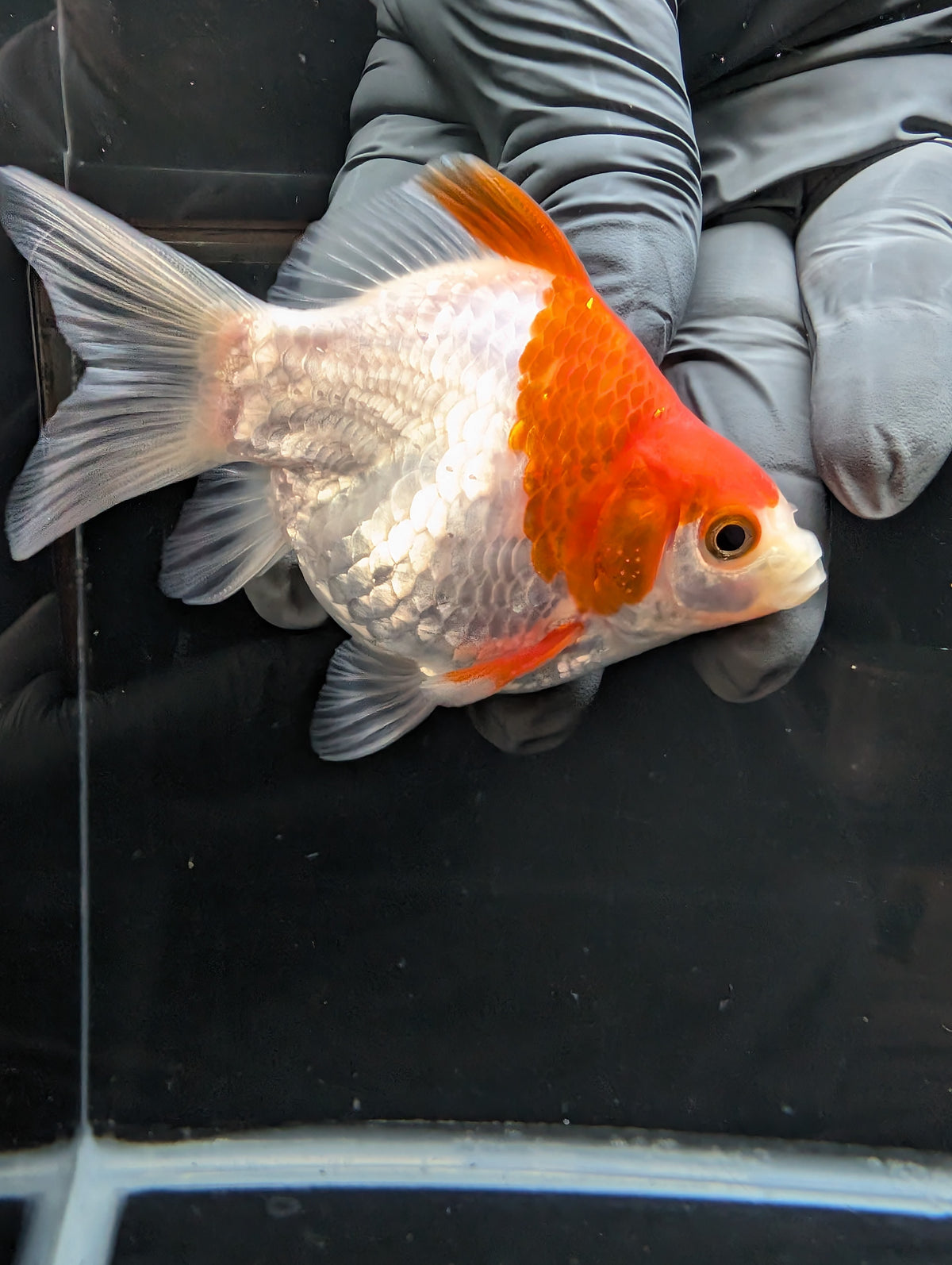 Tamasaba Red White 3.5"in. ID#1023TM1B-032
