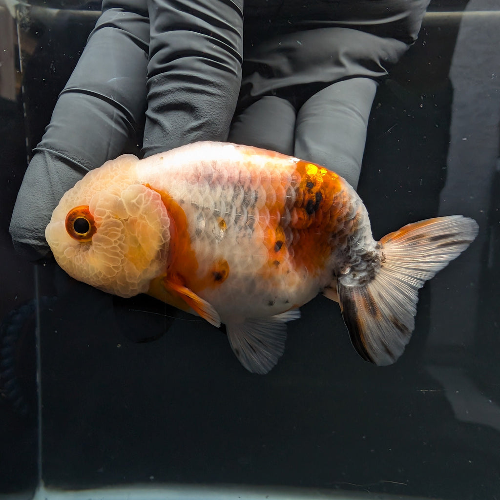 Jumbo Ranchu Calico 3.5"- 4" in. ID#717R8A-004