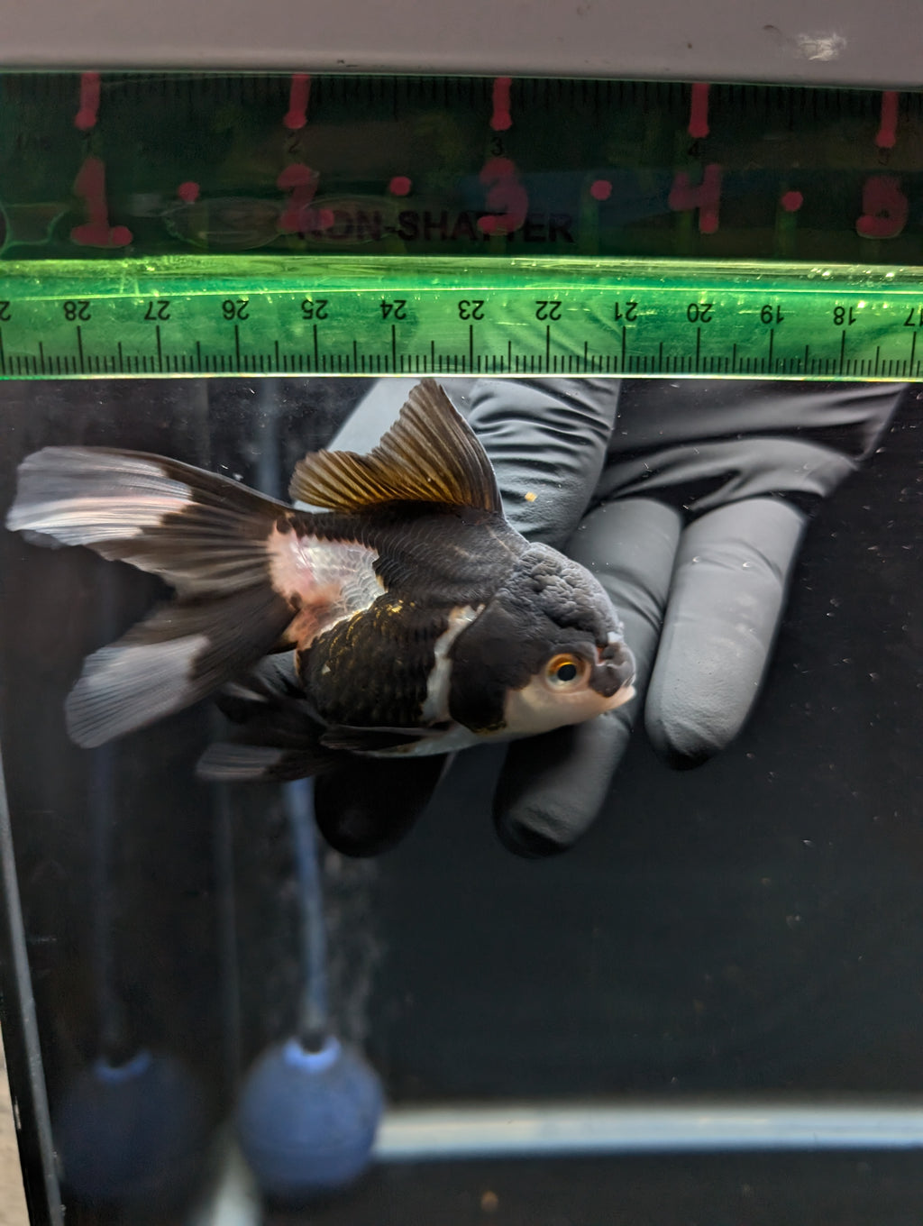 Thai Juvenile Oranda Panda 3"-3.5" in.  ID#626T1A-003