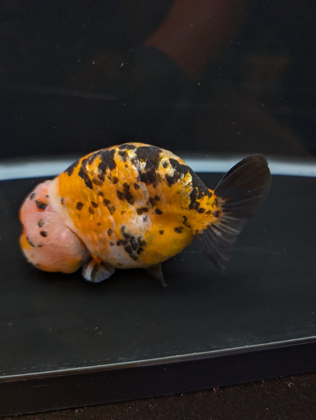 Jumbo Ranchu Calico 4.5"-5" in. ID#821R8A-033