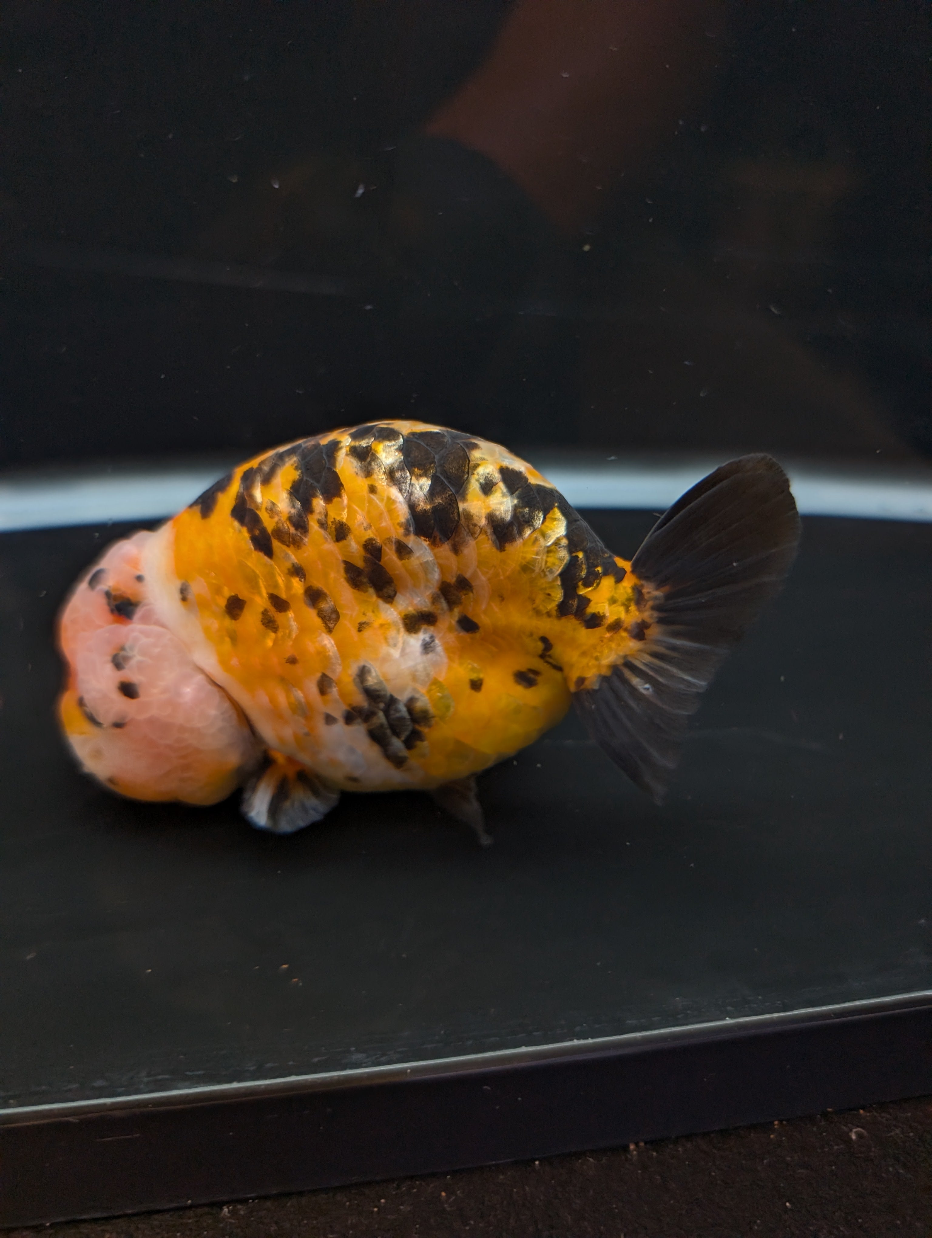 Jumbo Ranchu Calico 4.5"-5" in. ID#821R8A-033