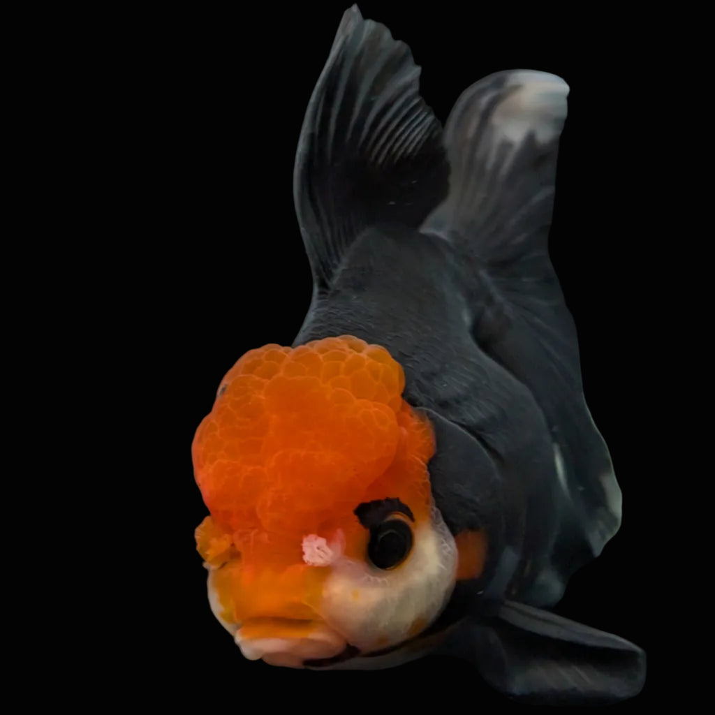 Thai Oranda Tricolor  4.5"-5"  ID#718T5B-004