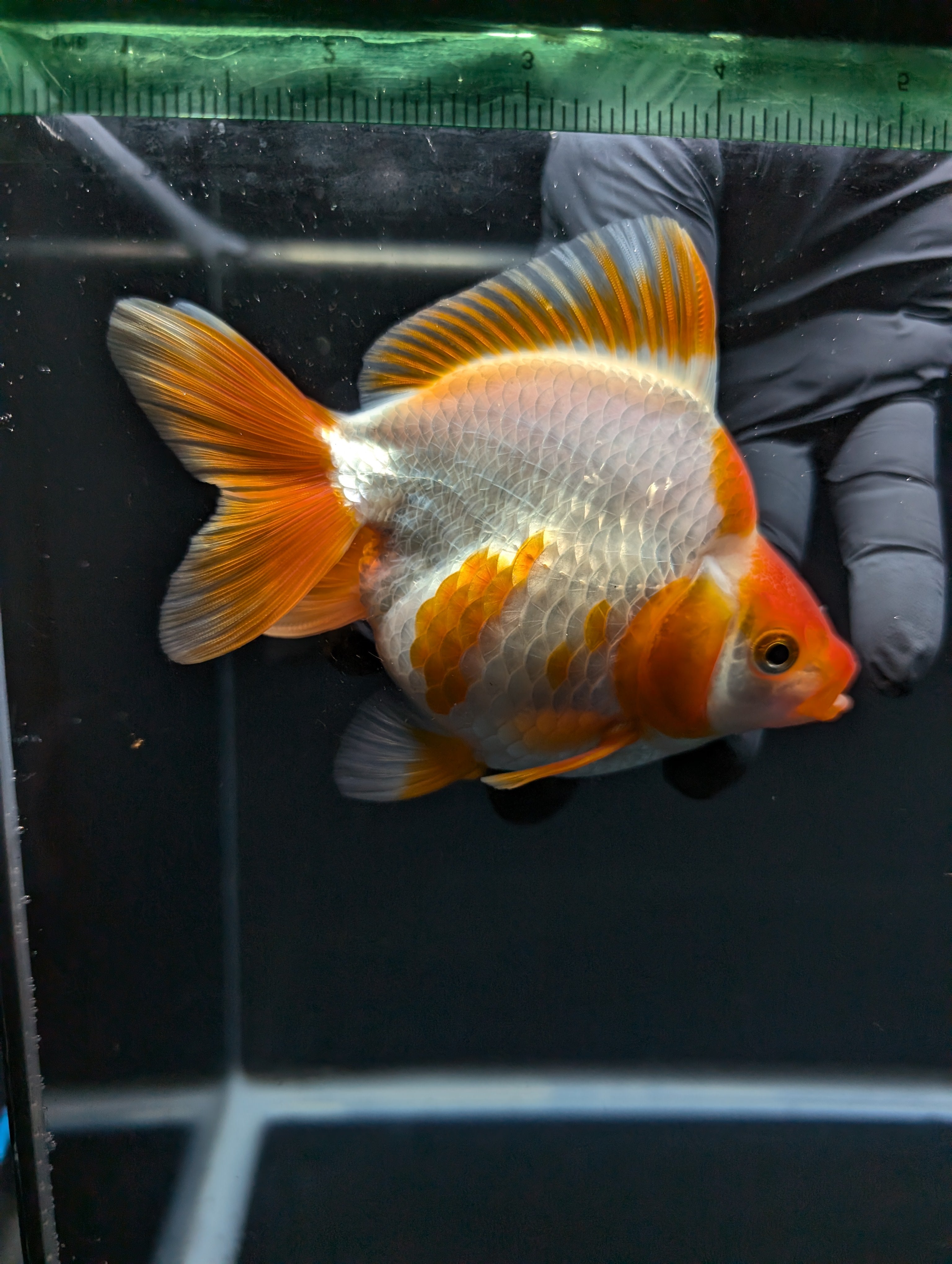 Jumbo Ryukin Short Tail Red White 4.5" in. ID#828STR5B-001