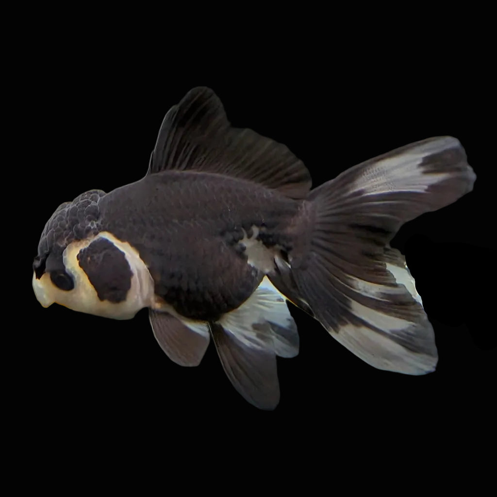 Thai Juvenile Oranda Panda 3.5"-4"in.  ID#731T1A-052