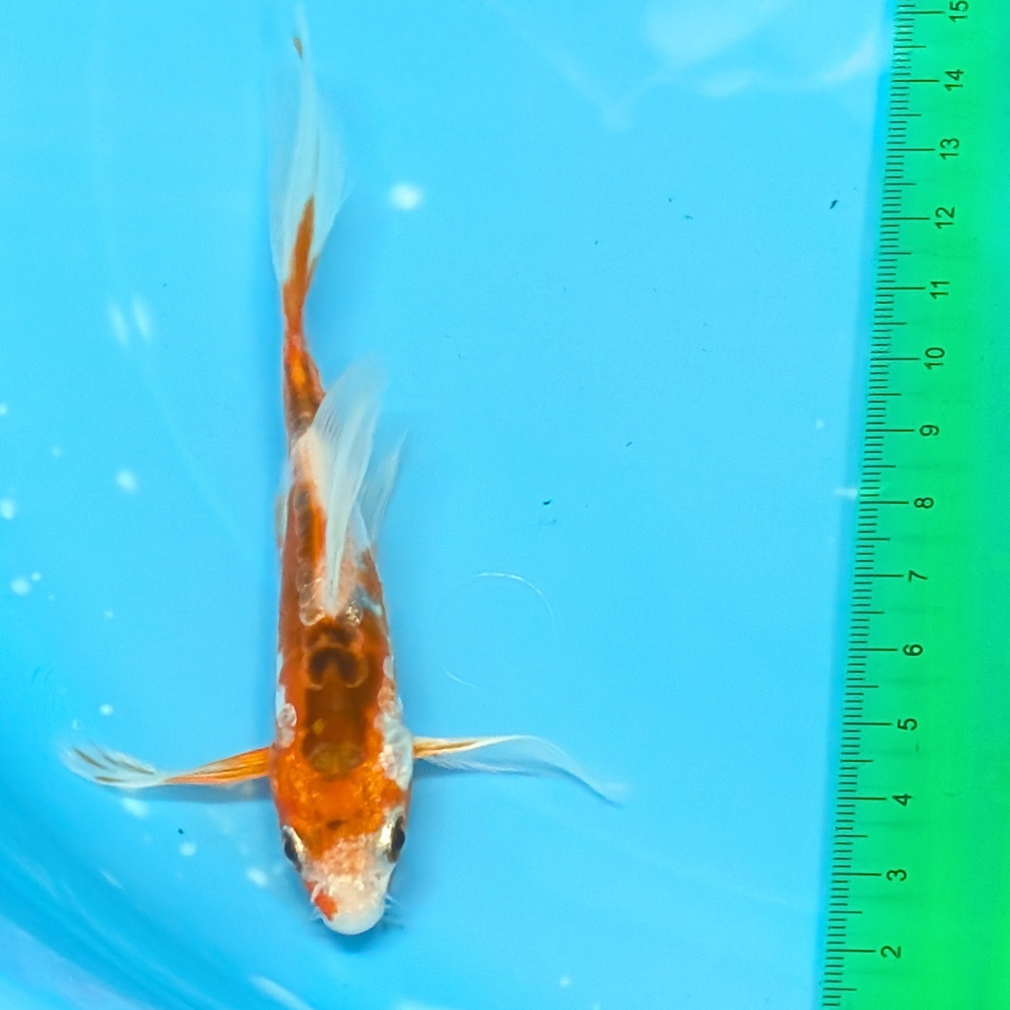 Shusui Butterfly Koi  5"-6" in. ID#727BFK-007