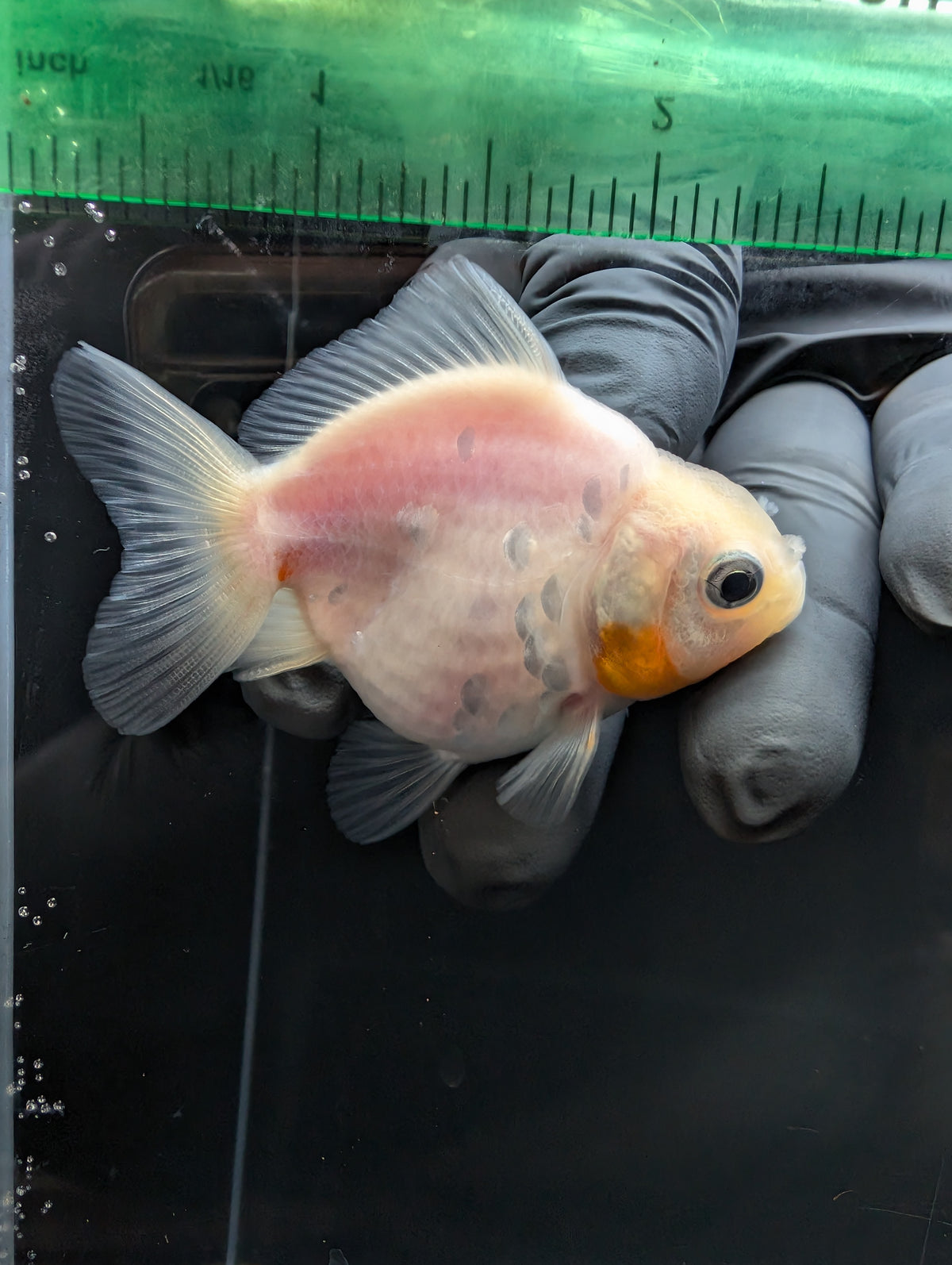 Baby Thai Shogun Oranda White 2"-2.5" in. ID#1023BSG11A-023