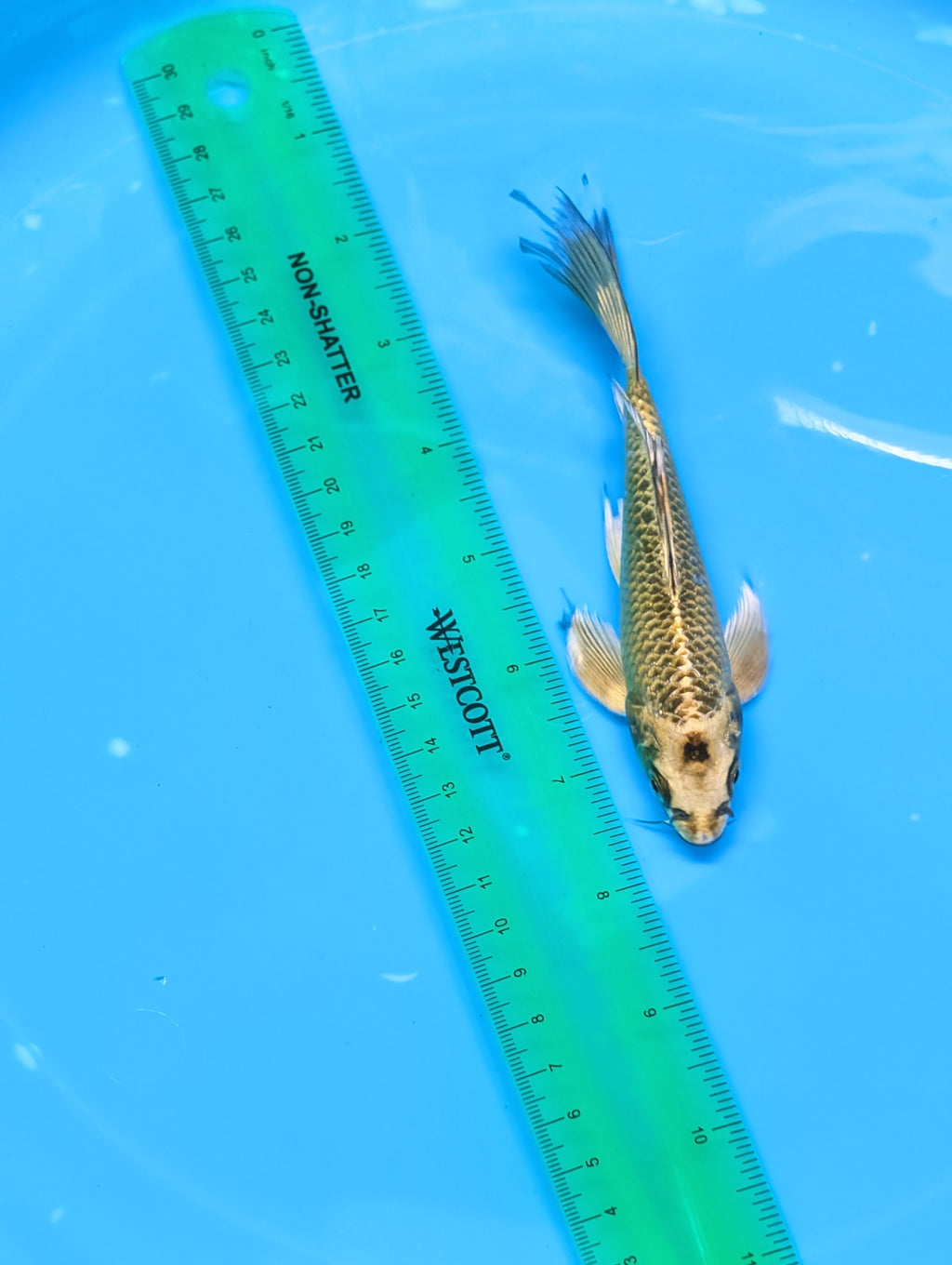 Matsuba Butterfly Koi 6"-7"in. ID#727BFK-009